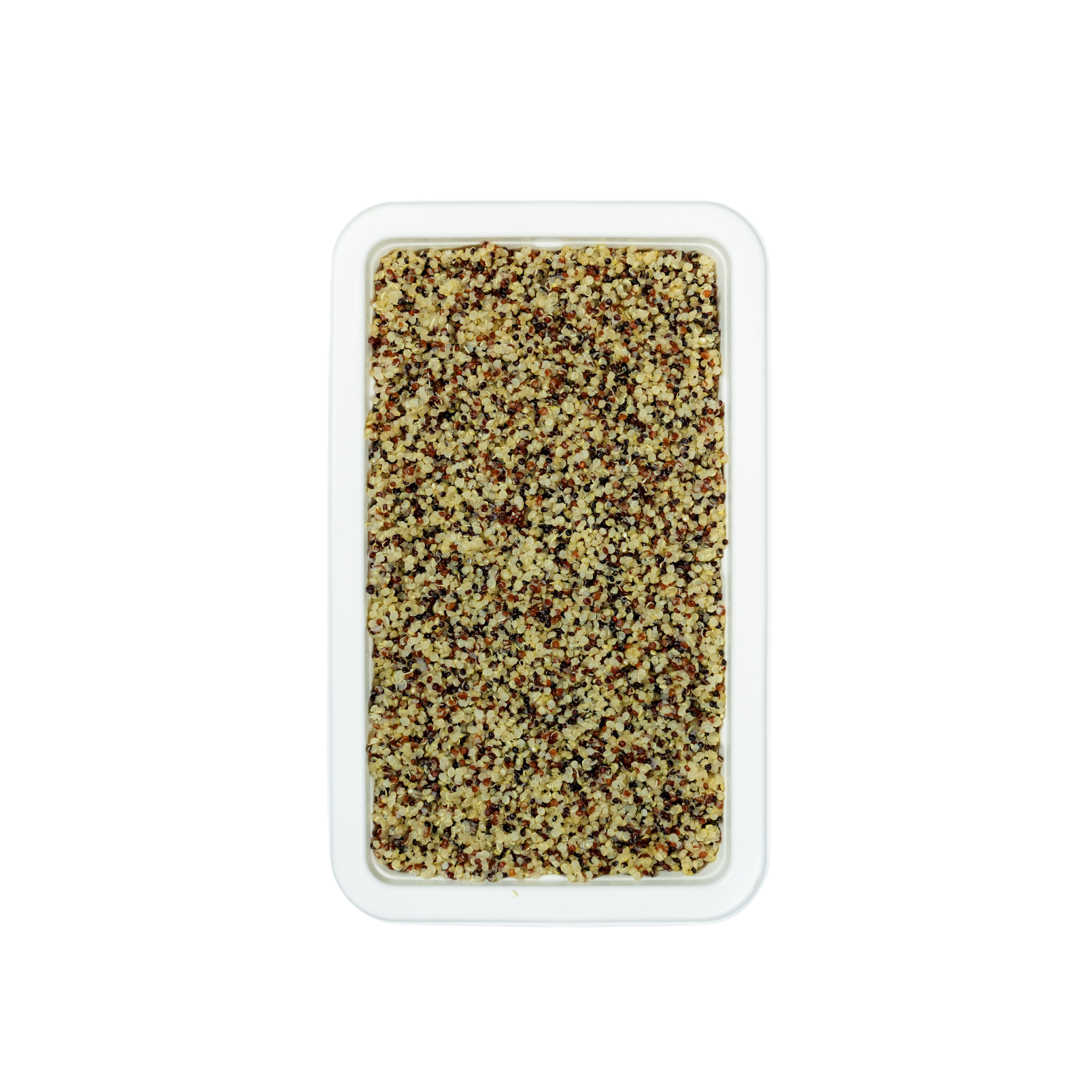 QUINOA TRI COULEUR  CUIT  6-7P.png