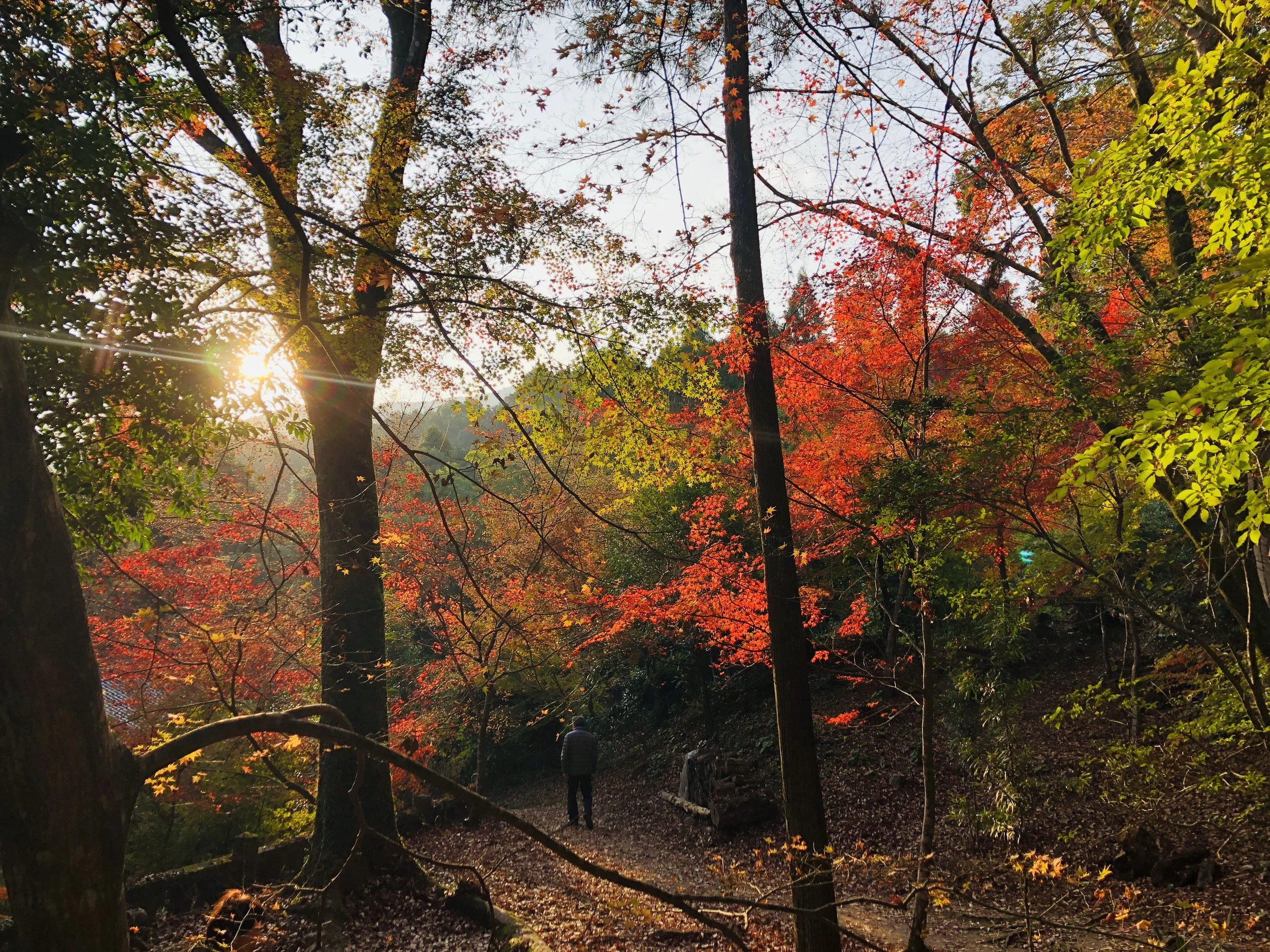 Photo 2018-11-17 15 55 53.jpg