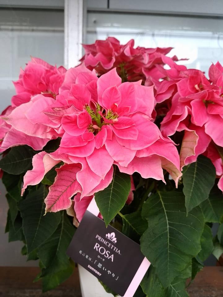 poinsettia.jpg
