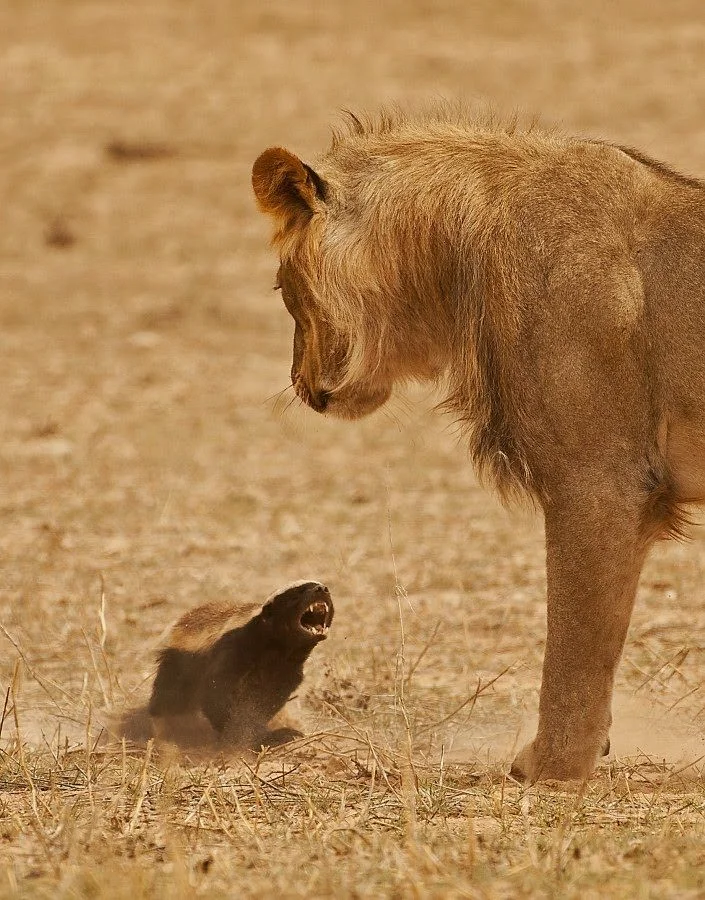Honey Badger v lion.jpg