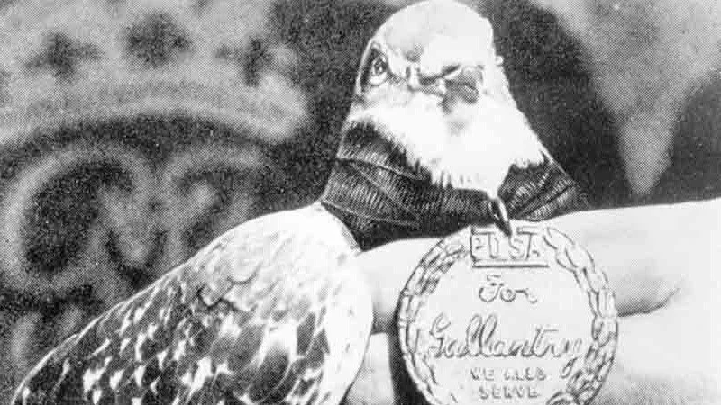 Did you know pigeons were once used to carry vital messages during wartime?

One of the most remarkable was G.I. Joe, hatched in Algeria in 1943 and trained in New Jersey. During WWII, he flew 20 miles in just 20 minutes to deliver a message that pre