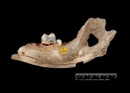 A groundbreaking study just revealed that dogs have been a part of the family for over 14,000 years, after analysing DNA from remains found at Gough&rsquo;s Cave and Pınarbaşı.

Dietary evidence also showed these dogs were eating the same fish-rich d