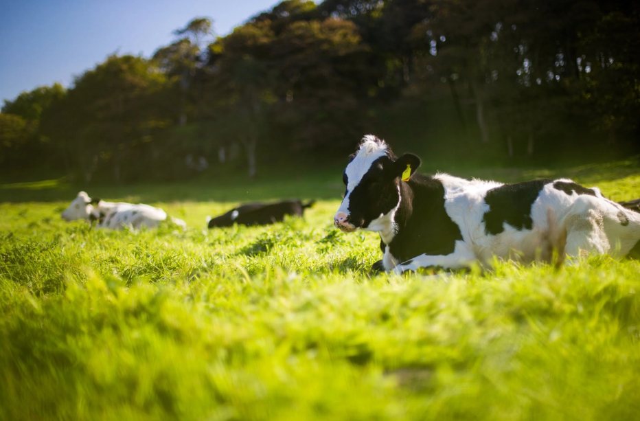 Going Out Of Fashion