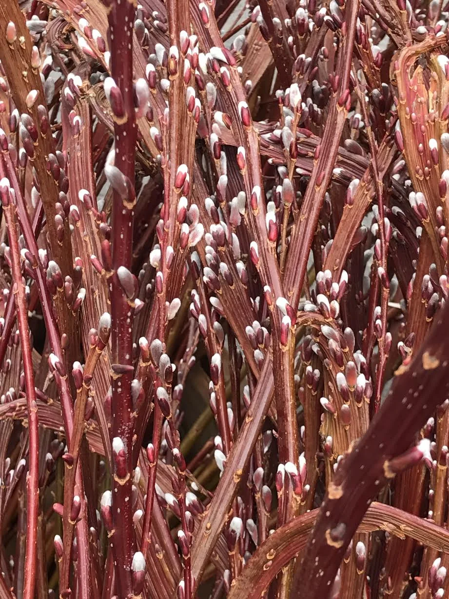 Natural Dye Workshop with Willow