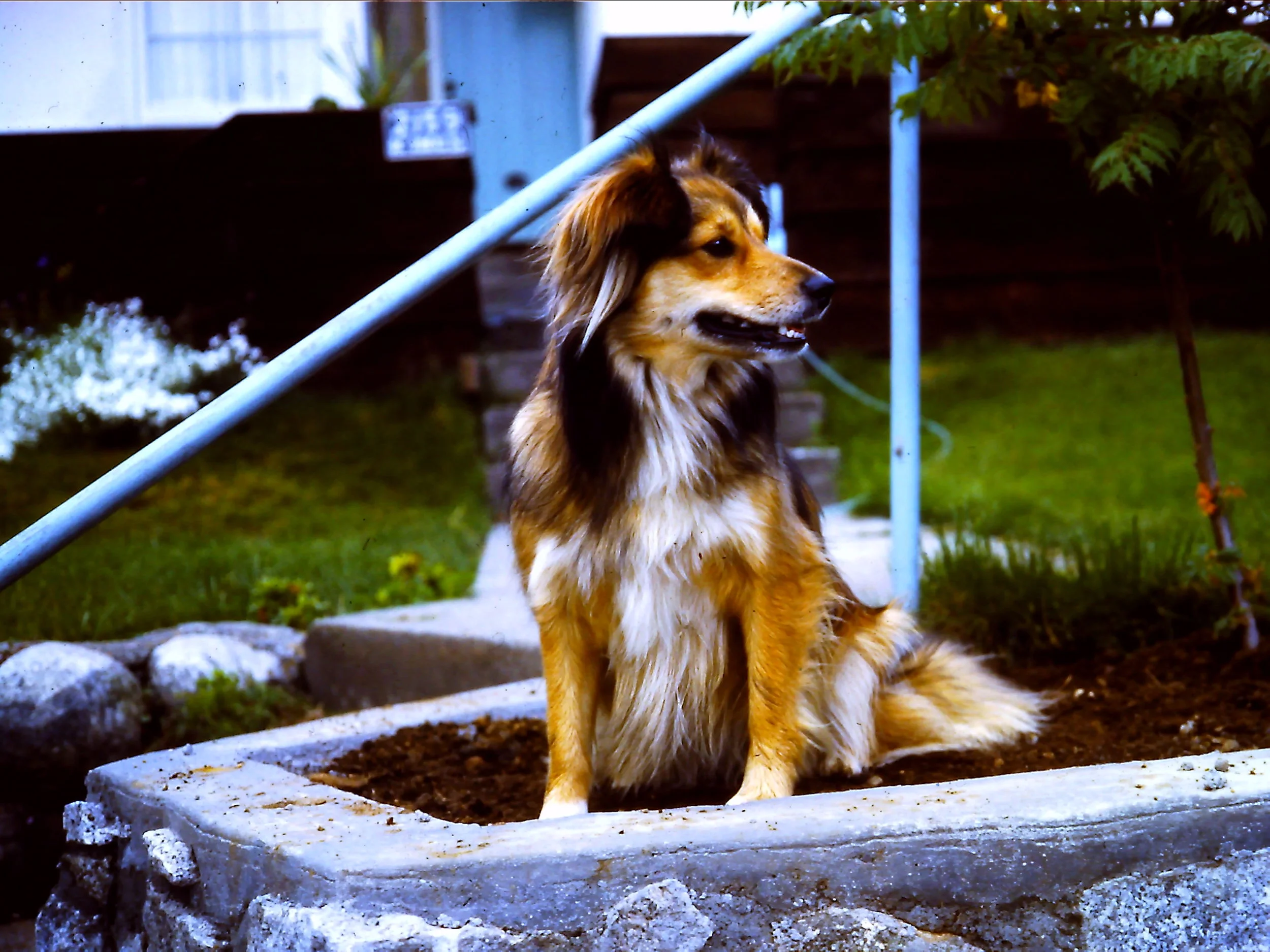 1972 Kings House  Buffy.JPG