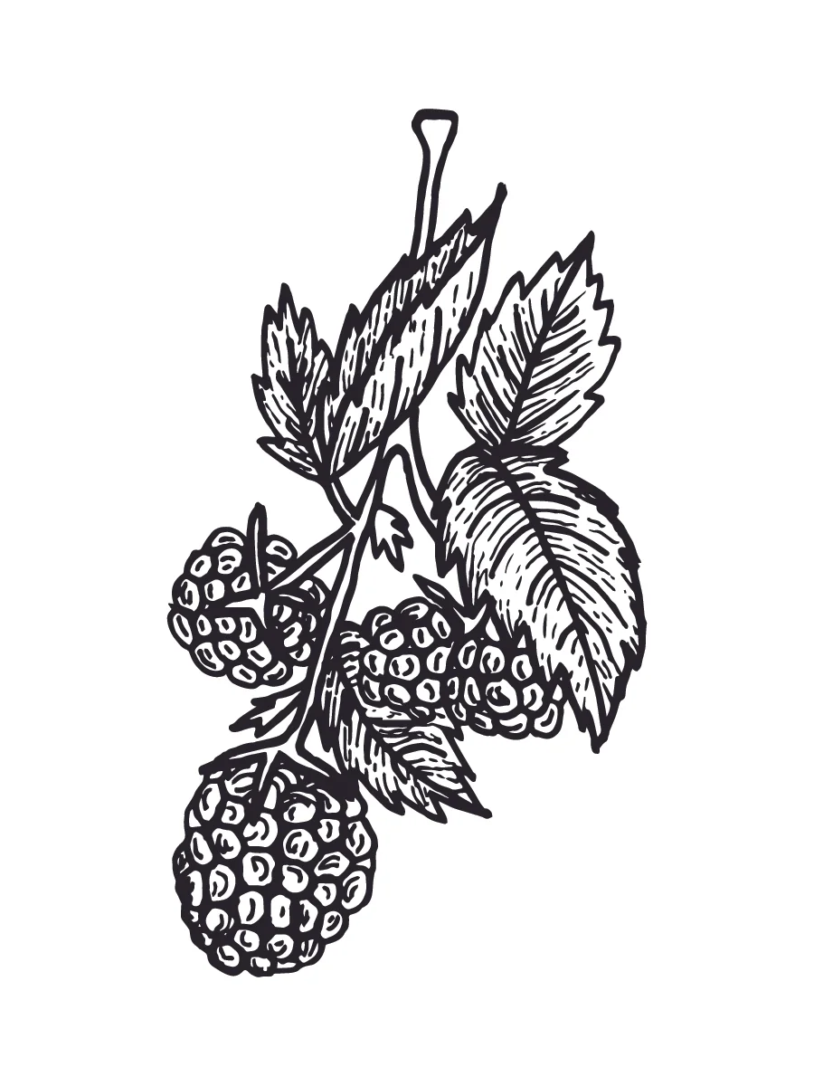 Berries.jpg
