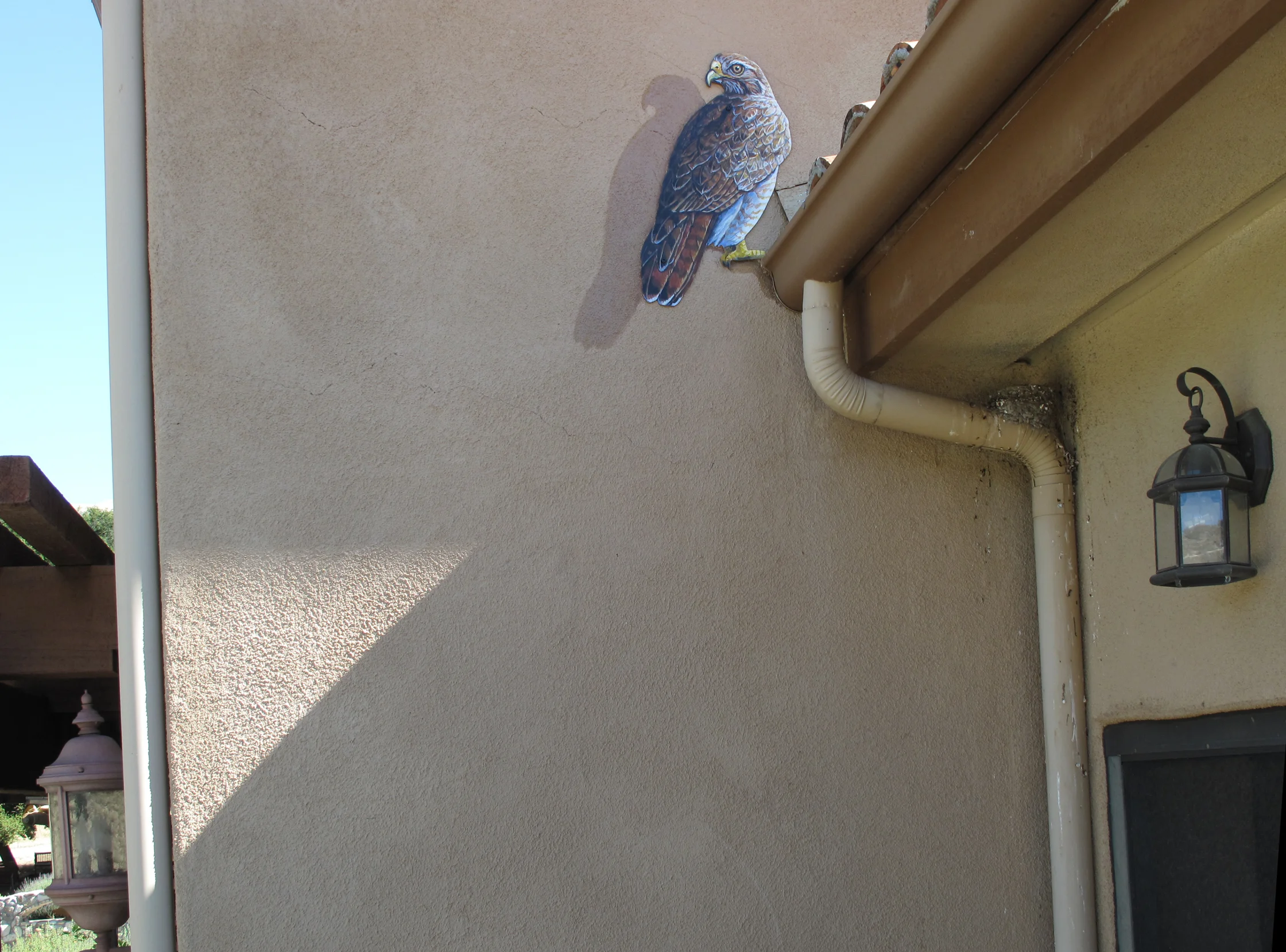 Perched RT Hawk on BLDG.jpg