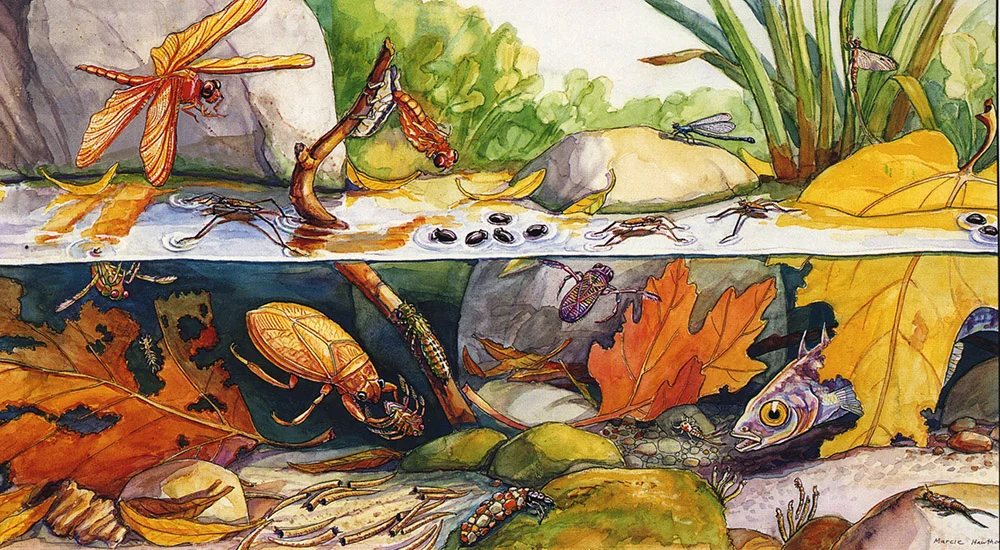 4.%22Stream Life%22 SB Museum.jpg