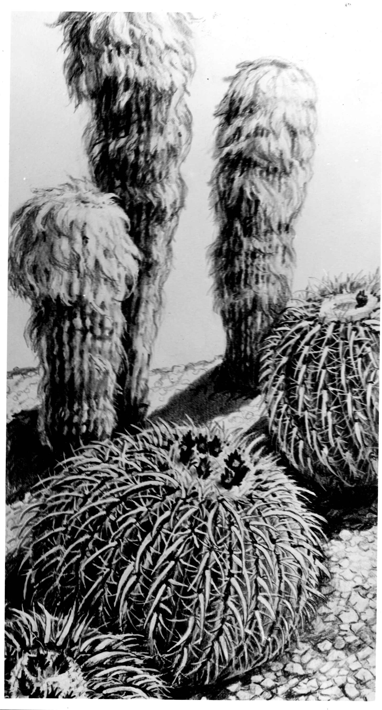 CactusHalfToneBxW Sunset.jpg