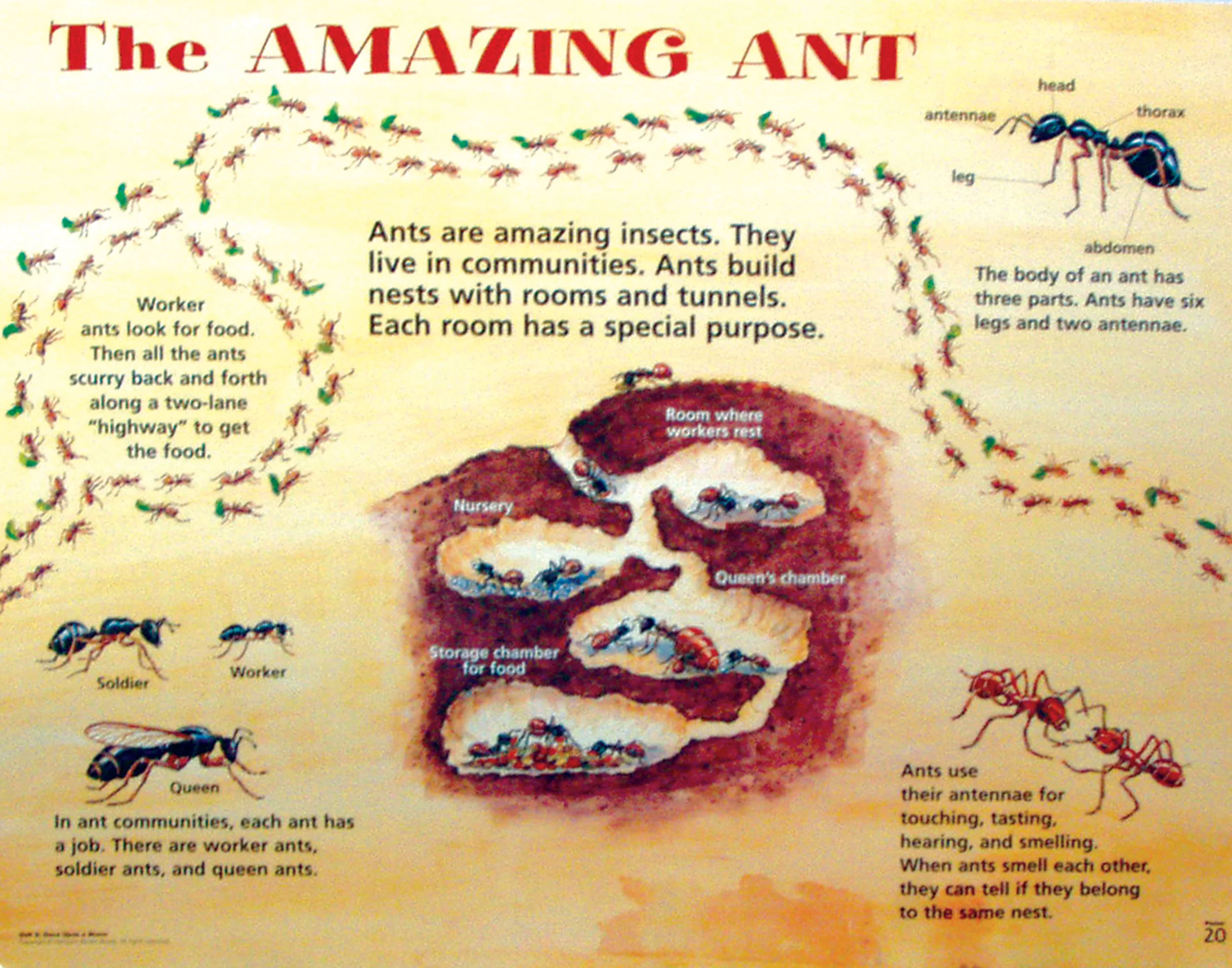 AntPoster.jpg