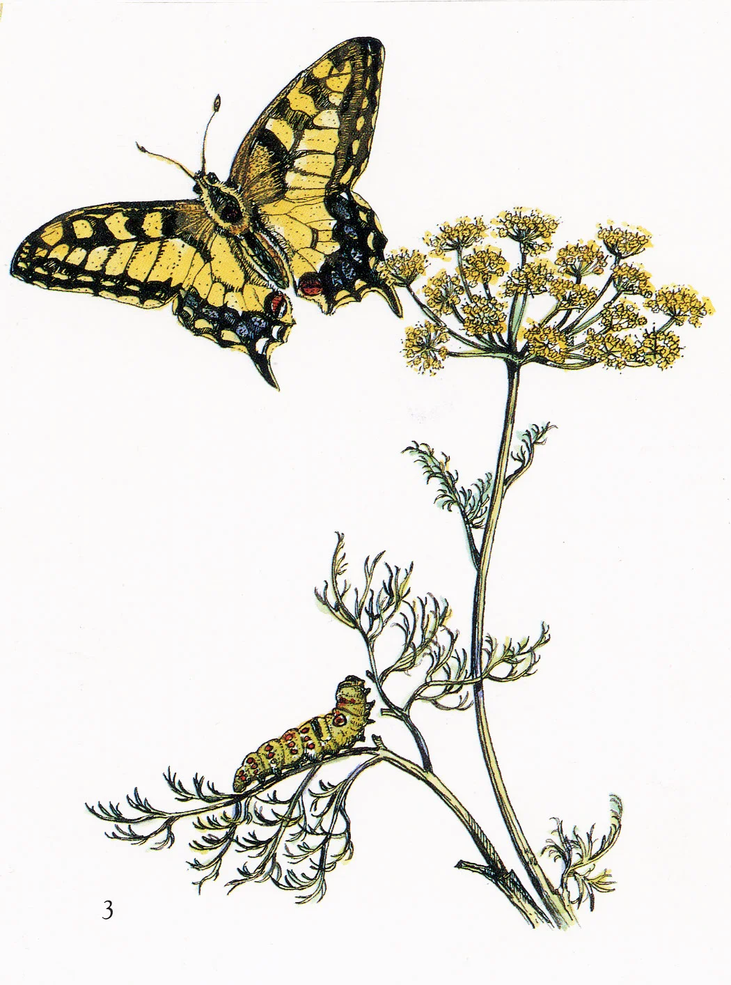 Butterfly&Dill-Illio.jpg