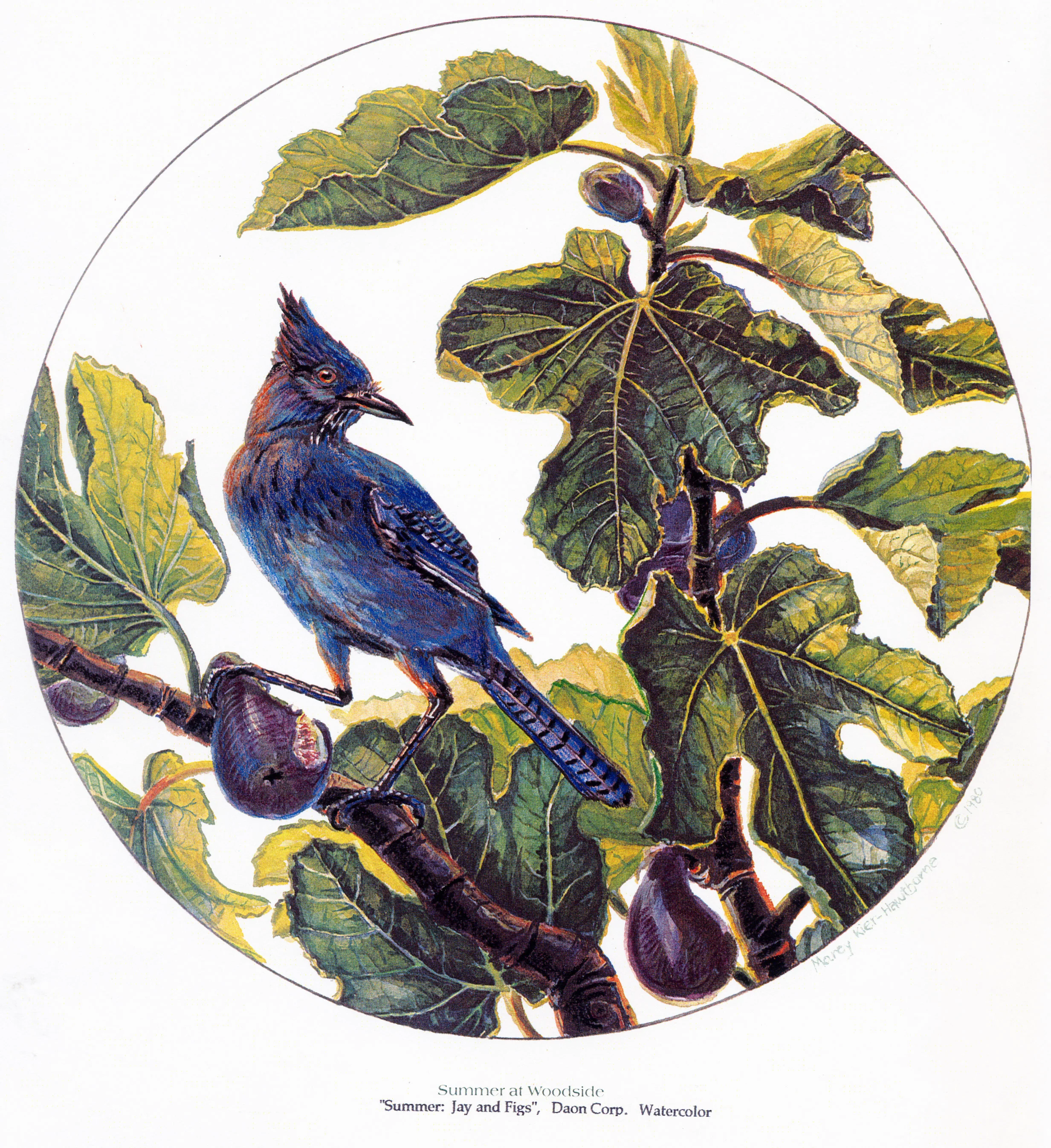 FigBlueJay.jpg