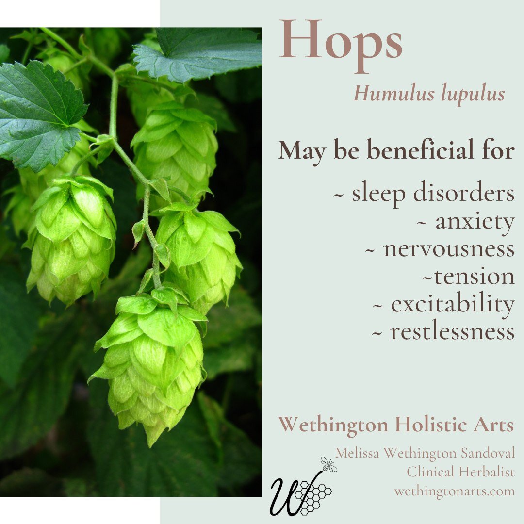 It's National Beer Day, so let's talk about the benefits of HOPS!  OK, OK...maybe the benefits are a bit lost in the beer-making process.  Never the less, hops are a fantastic herb that have many benefits.
#nationalbeerday #benefitsofhops #hops #hops