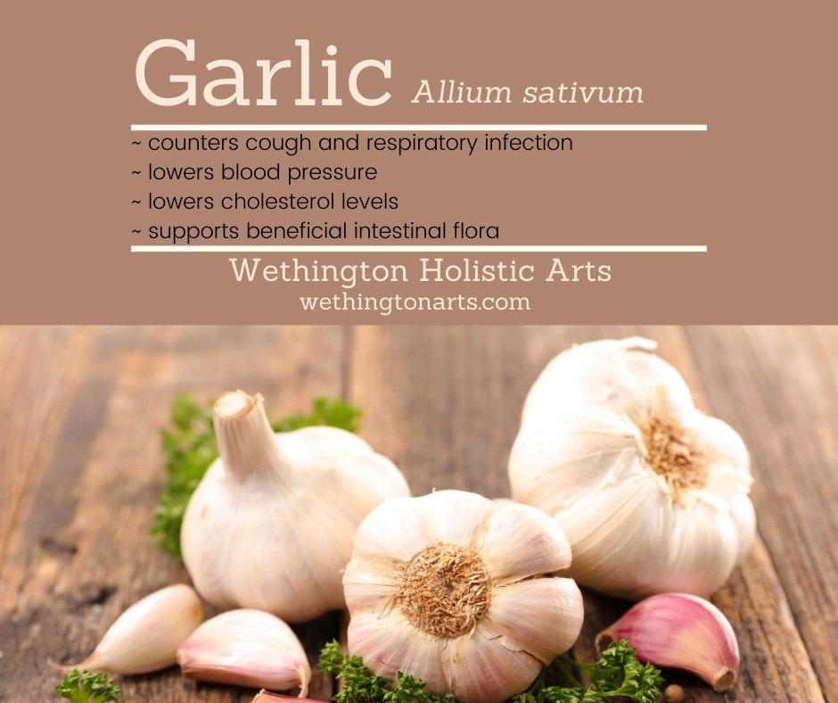 It's National GARLIC Day!
I love garlic.  Do you?  With so many marvelous benefits, you really can't go wrong adding it to your meals.
#nationalgarlicday #benefitsofgarlic #learnaboutgarlic #learnaboutherbs #NMherbalist #wethingtonholisticarts