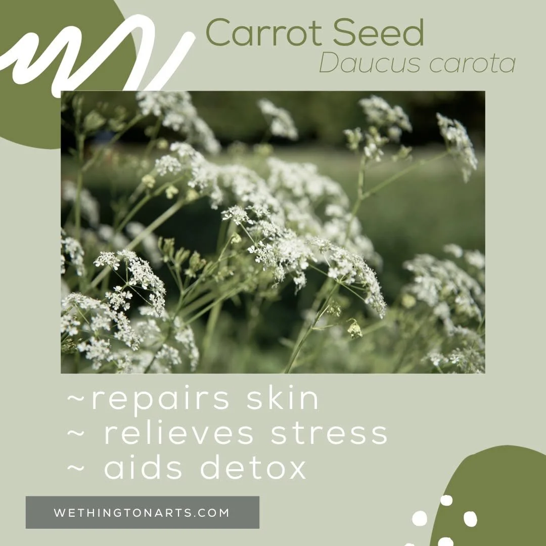 Happy National Carrot Cake Day 🥕
Yes, this is a stretch&hellip; but we love a good plant connection 😉 While carrots shine in dessert, carrot seed oil shines in skin care &mdash; known for supporting mature, dry, and stressed skin. Different form, s