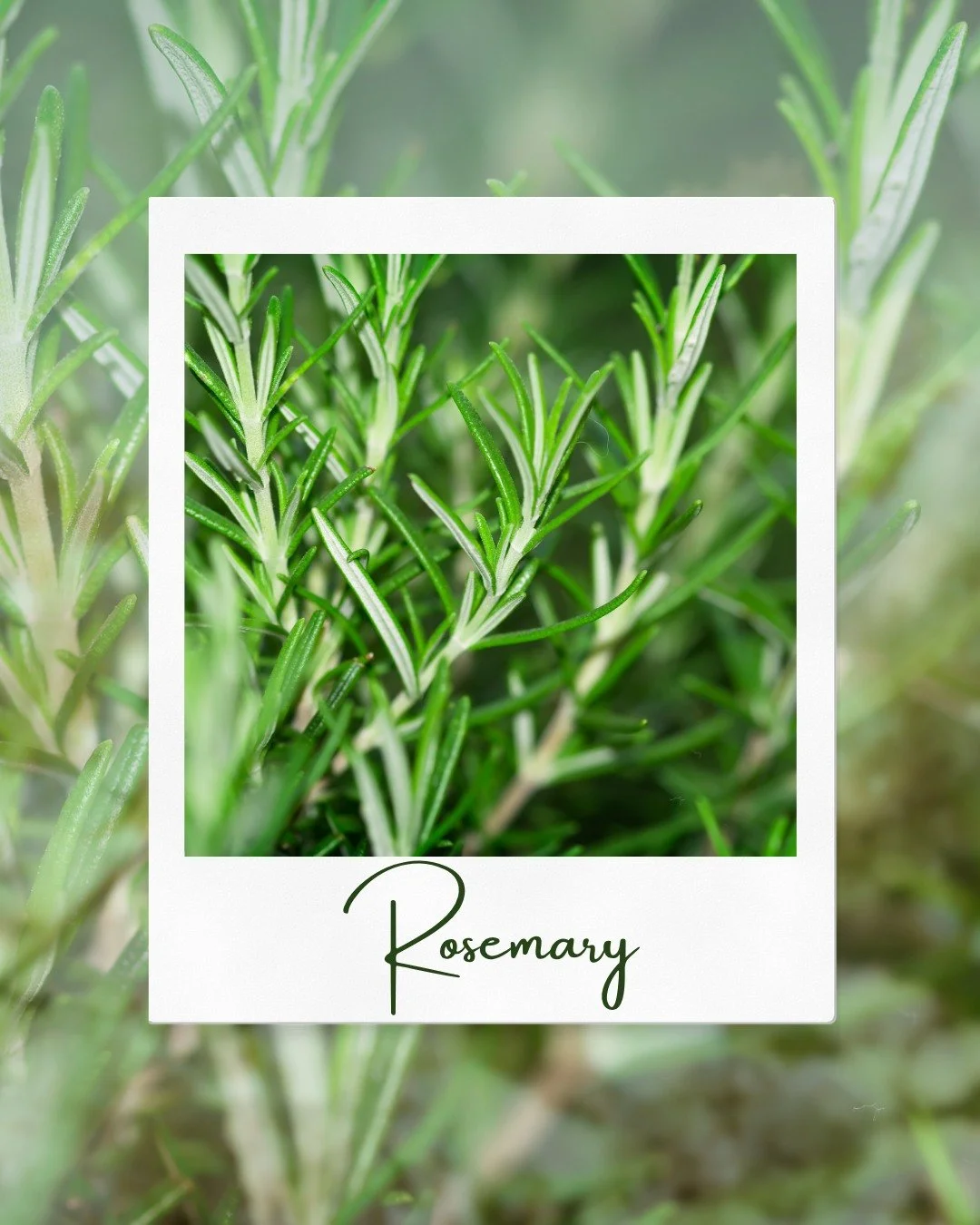 🌿 Did you know?
Rosemary essential oil is often used in aromatherapy to help reduce feelings of fatigue and stress while supporting focus, clarity, and an overall sense of well-being. Its energizing aroma makes it a favorite for refreshing both mind