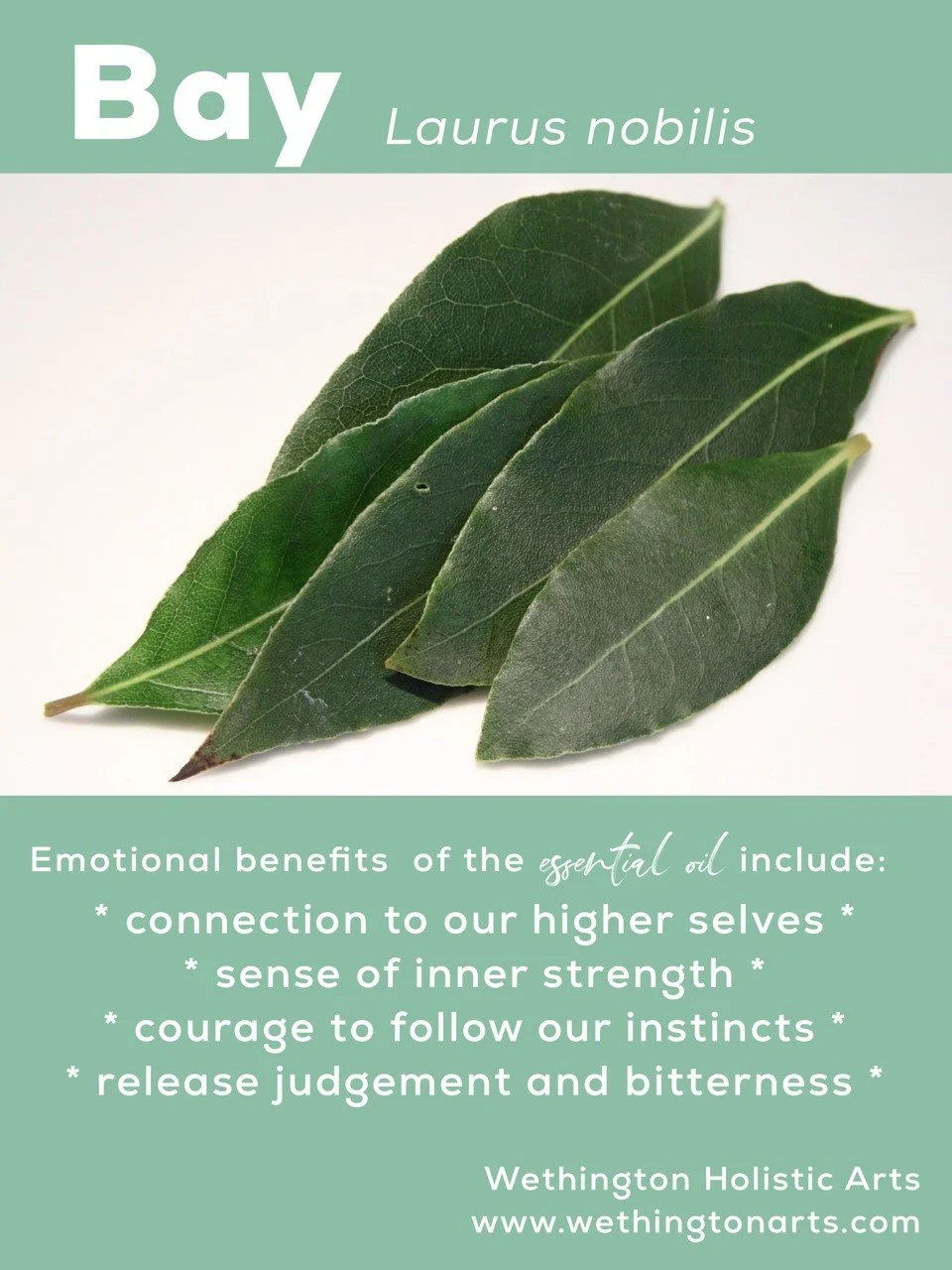 🌿✨ Bay laurel isn't just a culinary herb!
The essential oil of bay laurel has been treasured for centuries for its fresh, herbaceous aroma. In aromatherapy, it's often used to encourage mental clarity, boost confidence, and support focus during time