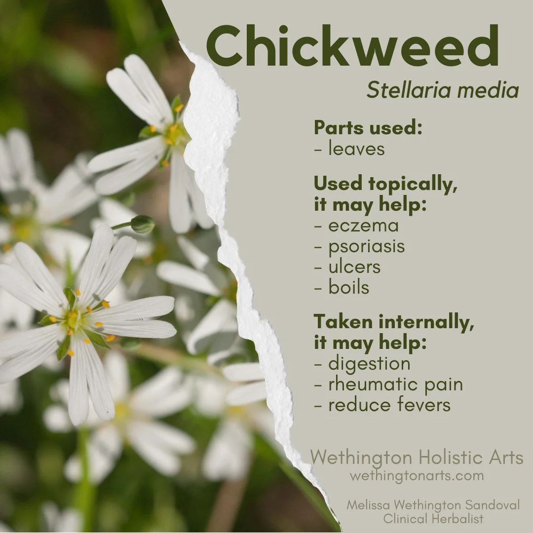 🌿 Getting to Know Your Herbs

This week's featured herb: Chickweed 🌱

Don't let its humble appearance fool you! Chickweed has been treasured in traditional herbal practices for generations. It's especially loved for its soothing properties and is o