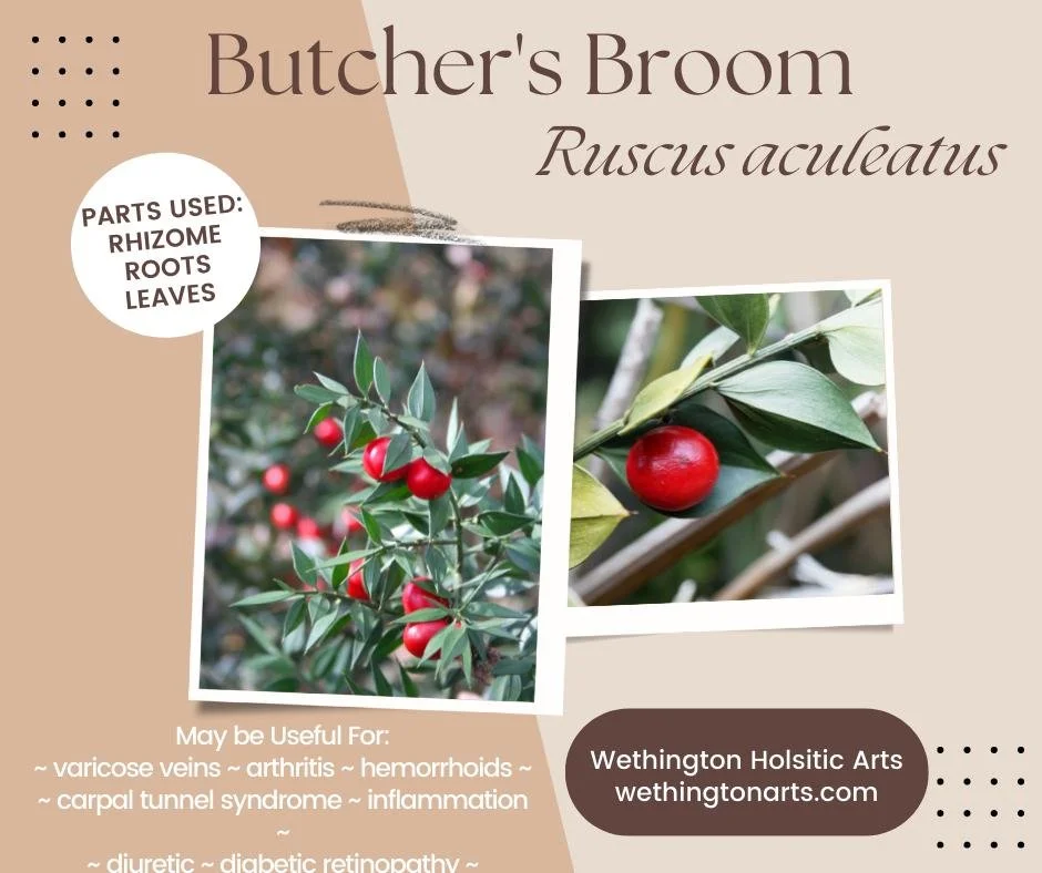 🌿 Getting to Know Your Herbs 🌿
This week's featured herb: Butcher's Broom (Ruscus aculeatus)

Don't let the unusual name fool you&mdash;Butcher's Broom has been valued in traditional herbal practices for centuries. Herbalists have long appreciated 