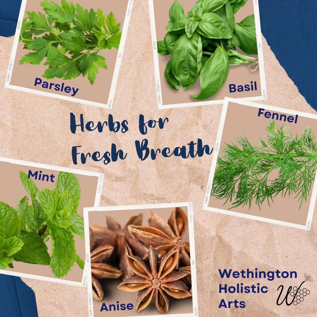 🌿💨 Happy National Fresh Breath Day! 💨🌿
Fresh breath isn&rsquo;t just about mints&mdash;nature&rsquo;s got your back with powerful herbs that do more than mask odors&mdash;they help from the inside out!
Here are a few plant-powered breath freshene