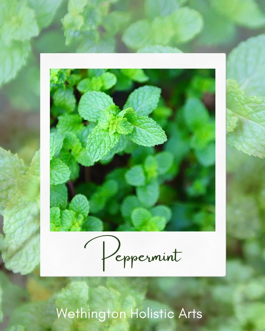 🌸 Getting to Know Your Essential Oils 🌸
This week's featured oil: Peppermint 🌿

Peppermint essential oil is one of aromatherapy's most versatile botanicals. When properly diluted in a carrier oil or lotion, it's traditionally used to create a cool