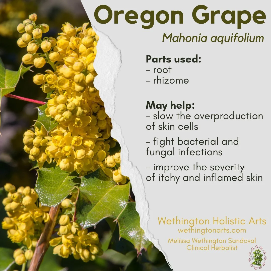 🌿 Getting to Know Your Herbs 🌿
This week's featured herb: Oregon Grape Root (Mahonia aquifolium)
With its vibrant golden roots and rich history in traditional herbalism, Oregon grape root has long been valued for its role in botanical skin care. He