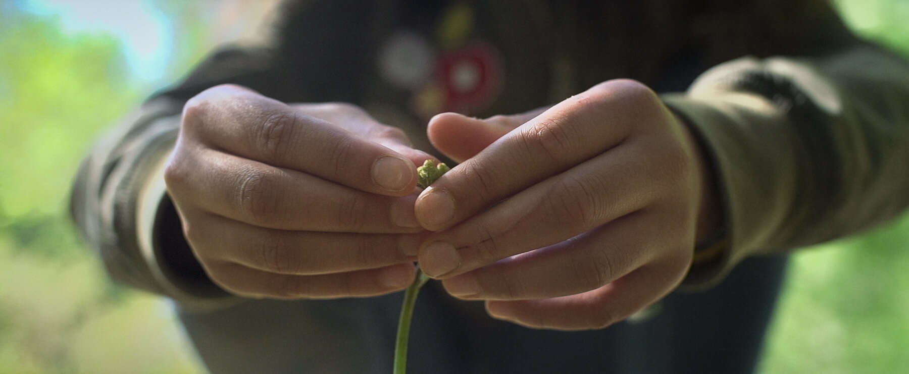 Terra Nova hands on sprout.jpg