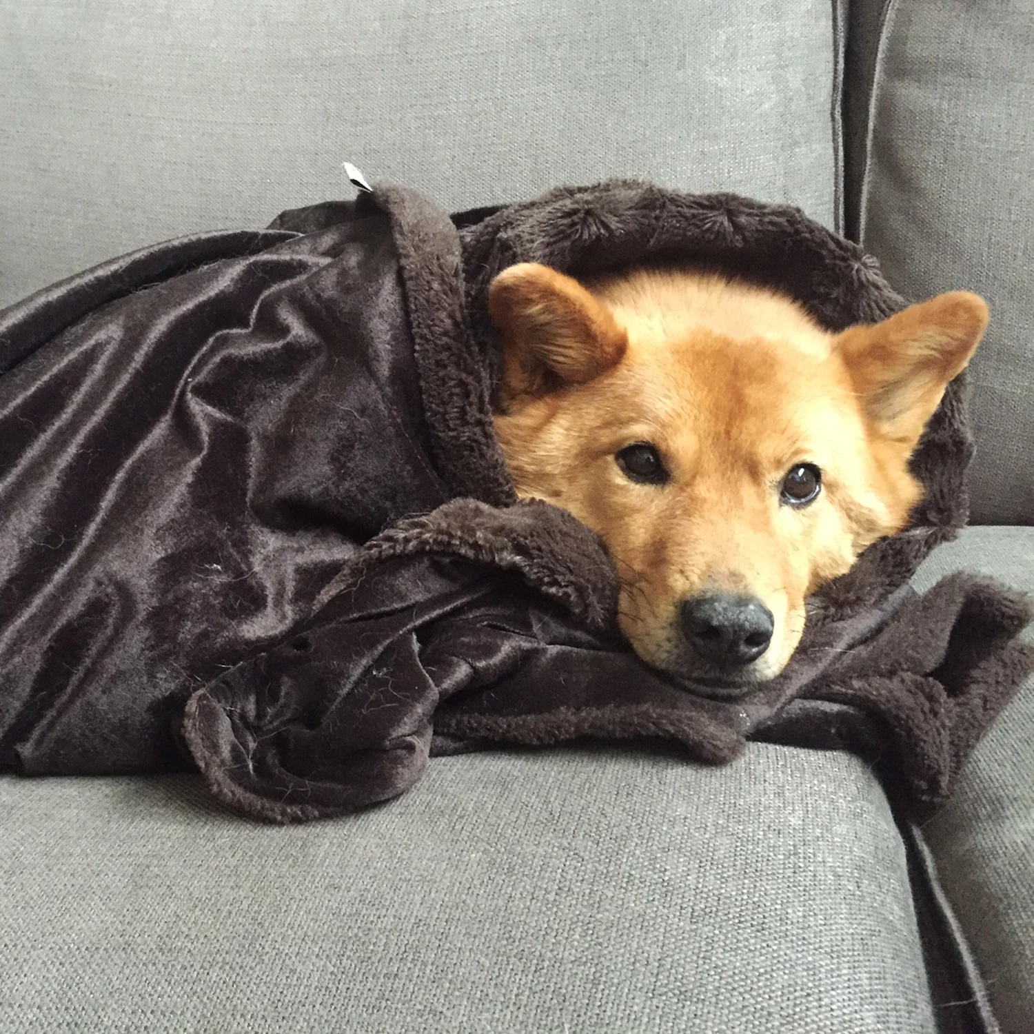 Teila , who likes rabbits and being cozy