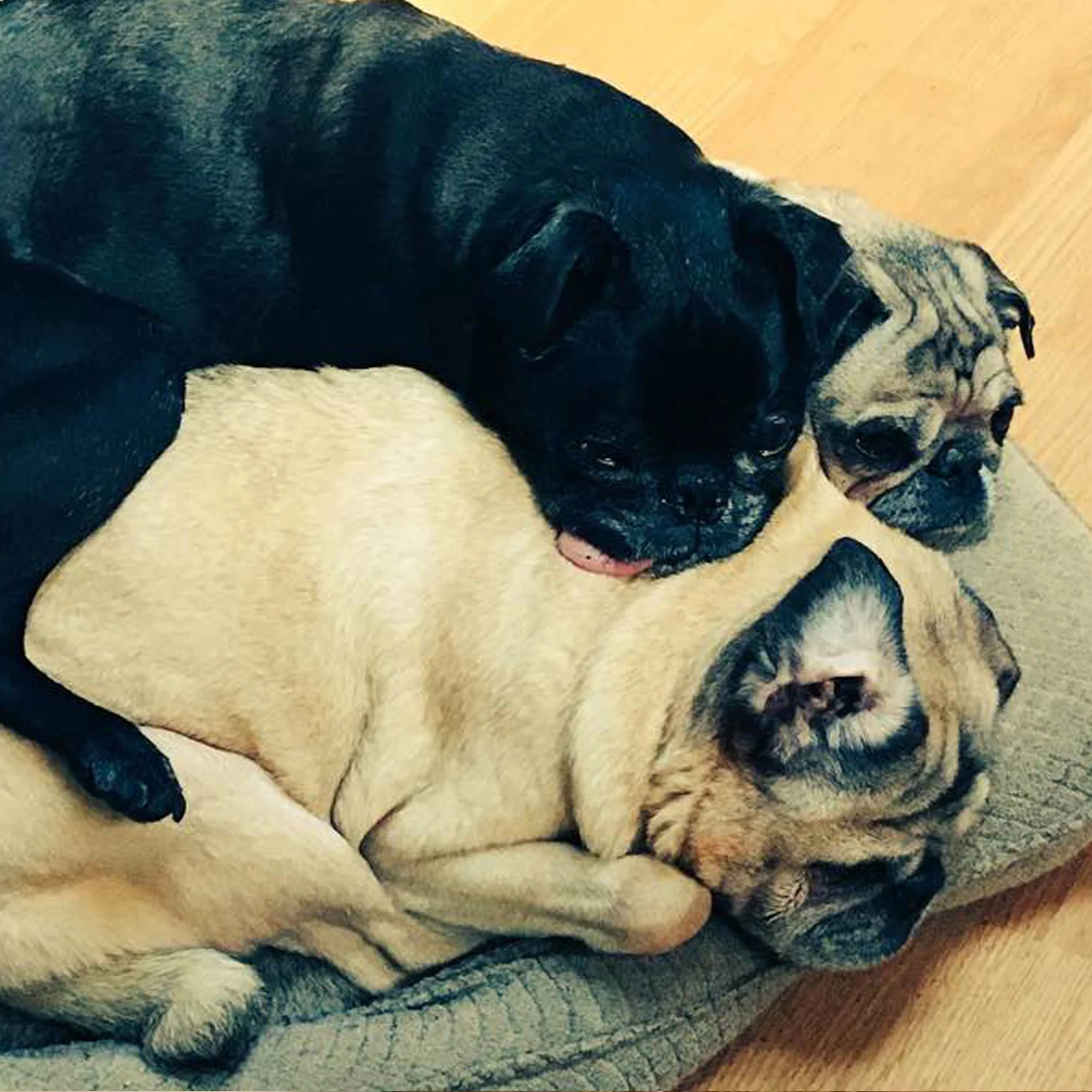 Quinn, Pablo and Pompoonette, snuggle pugs