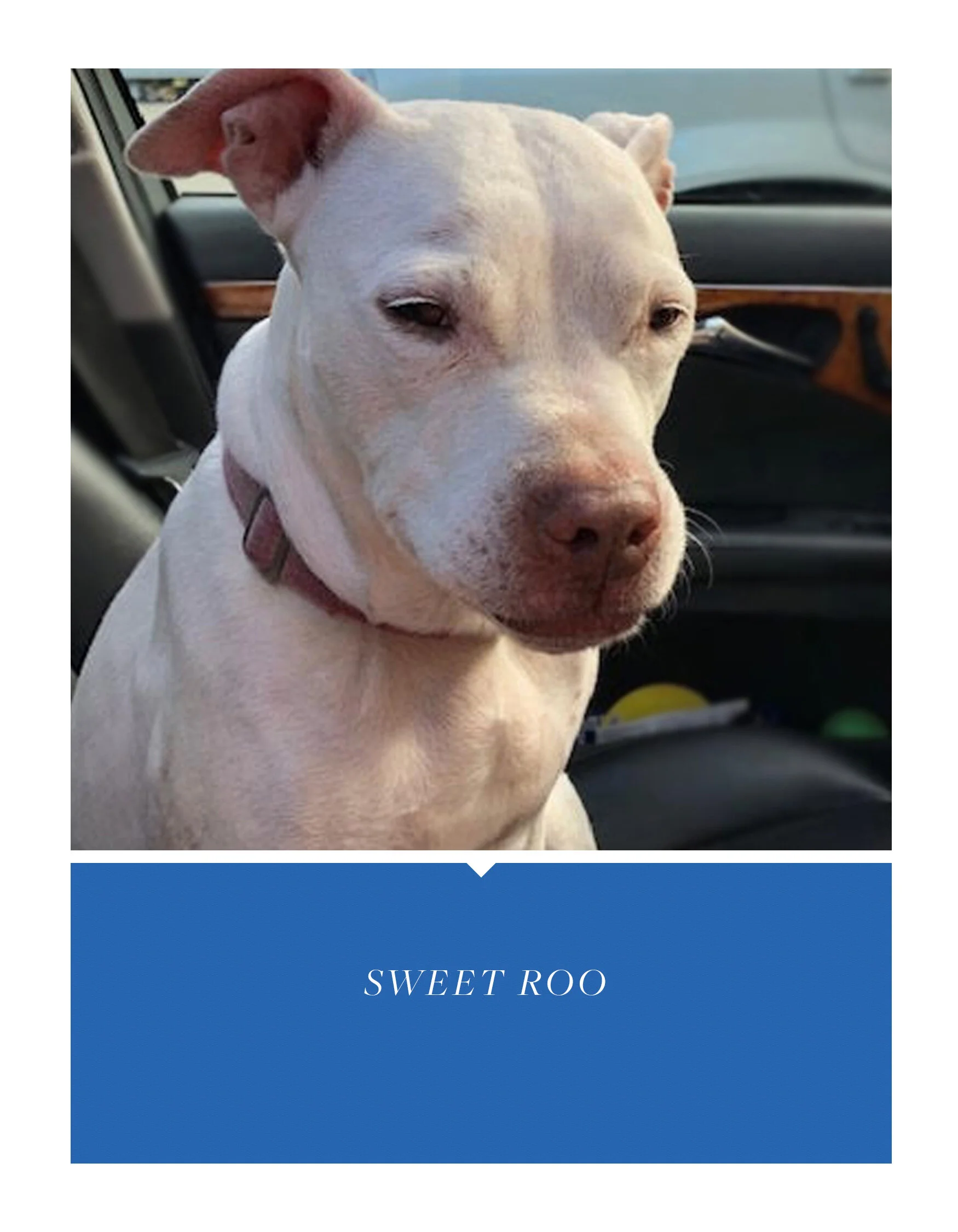roo.jpg