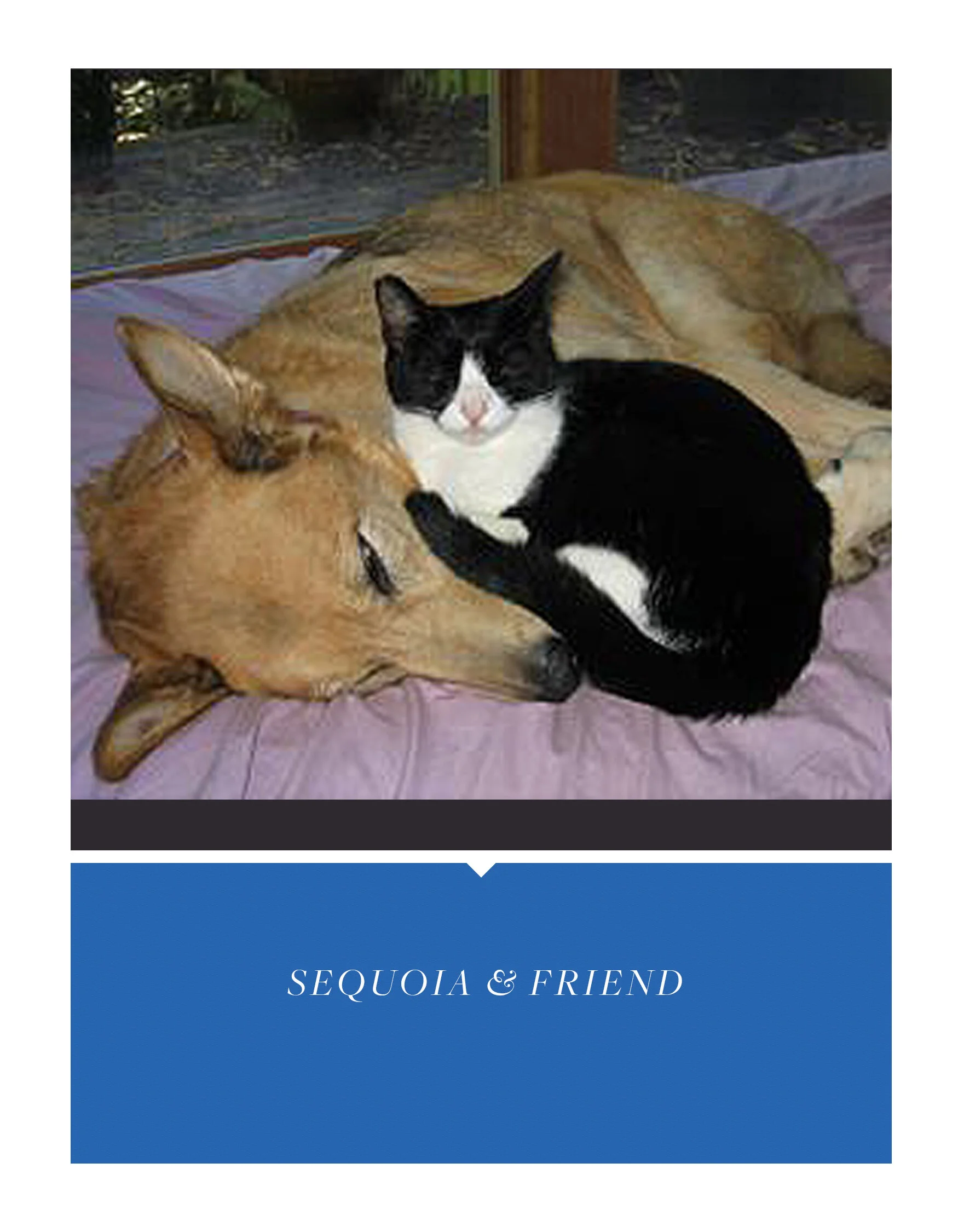 sequioa.jpg