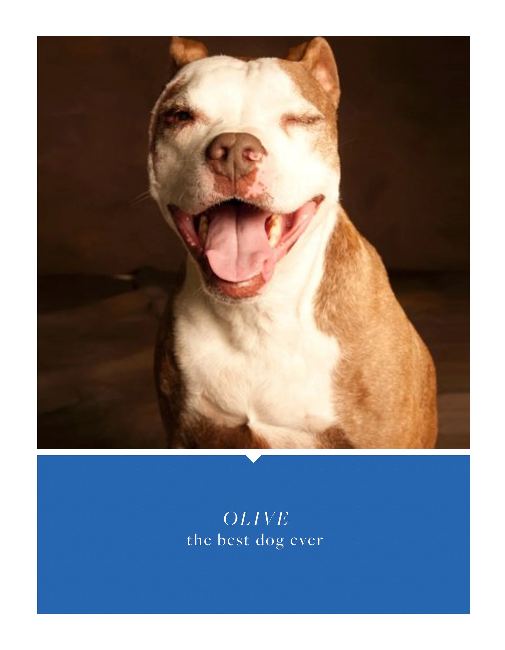 olive1.jpg