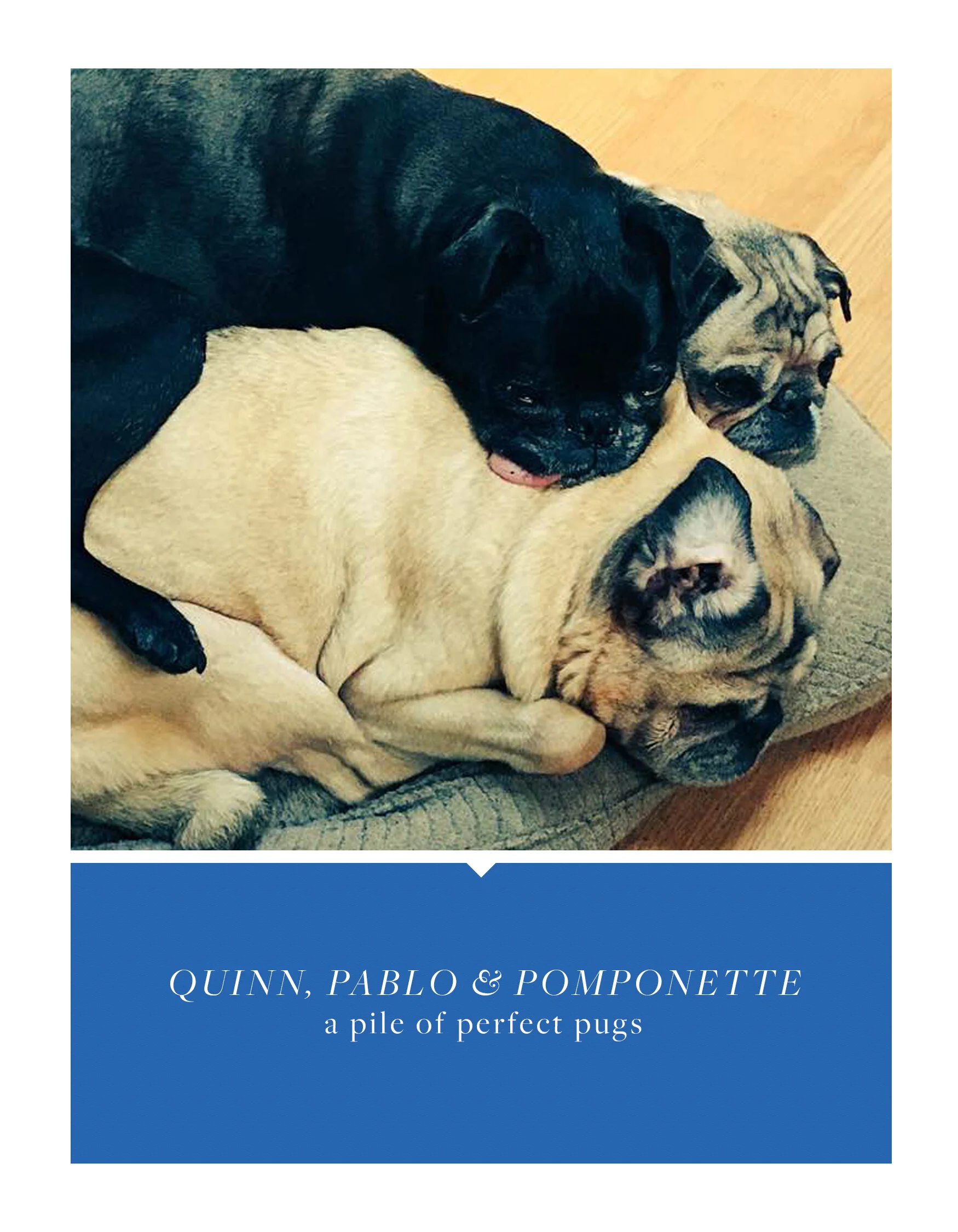 pugs.jpg