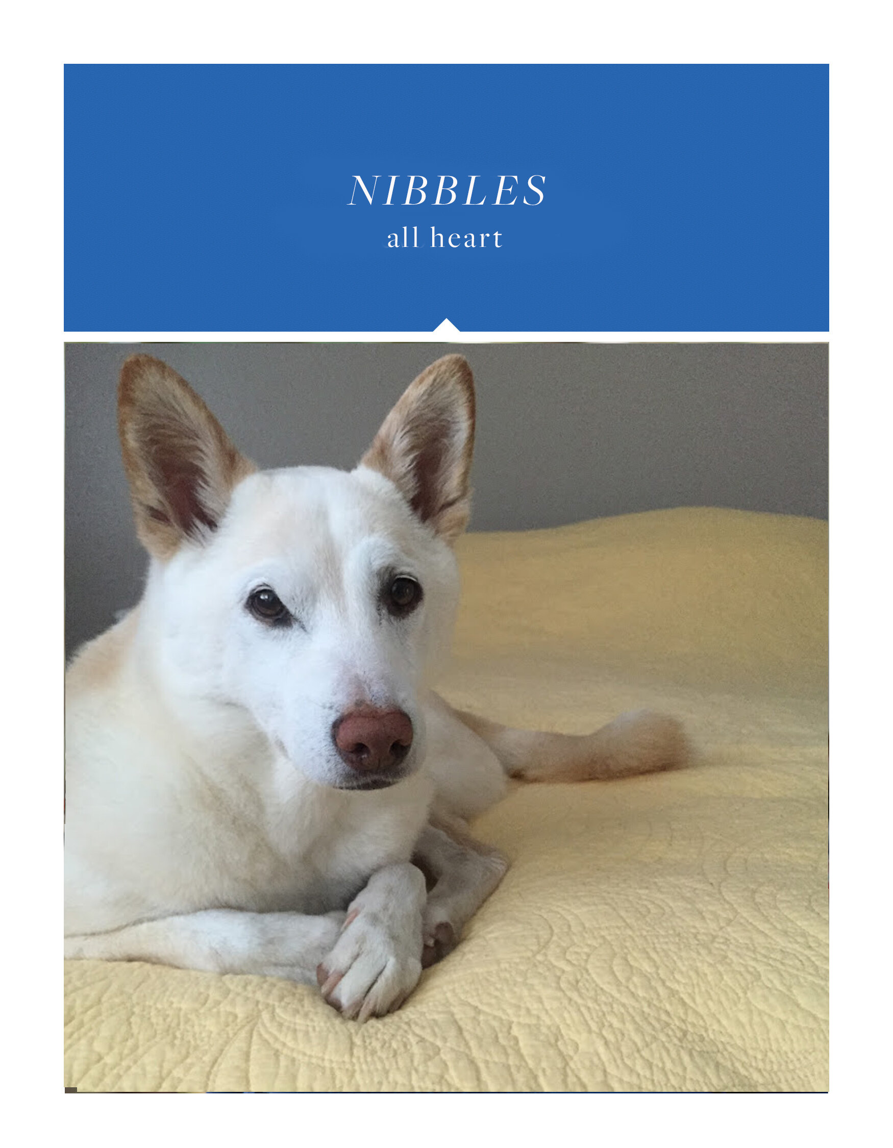 nibbles.jpg