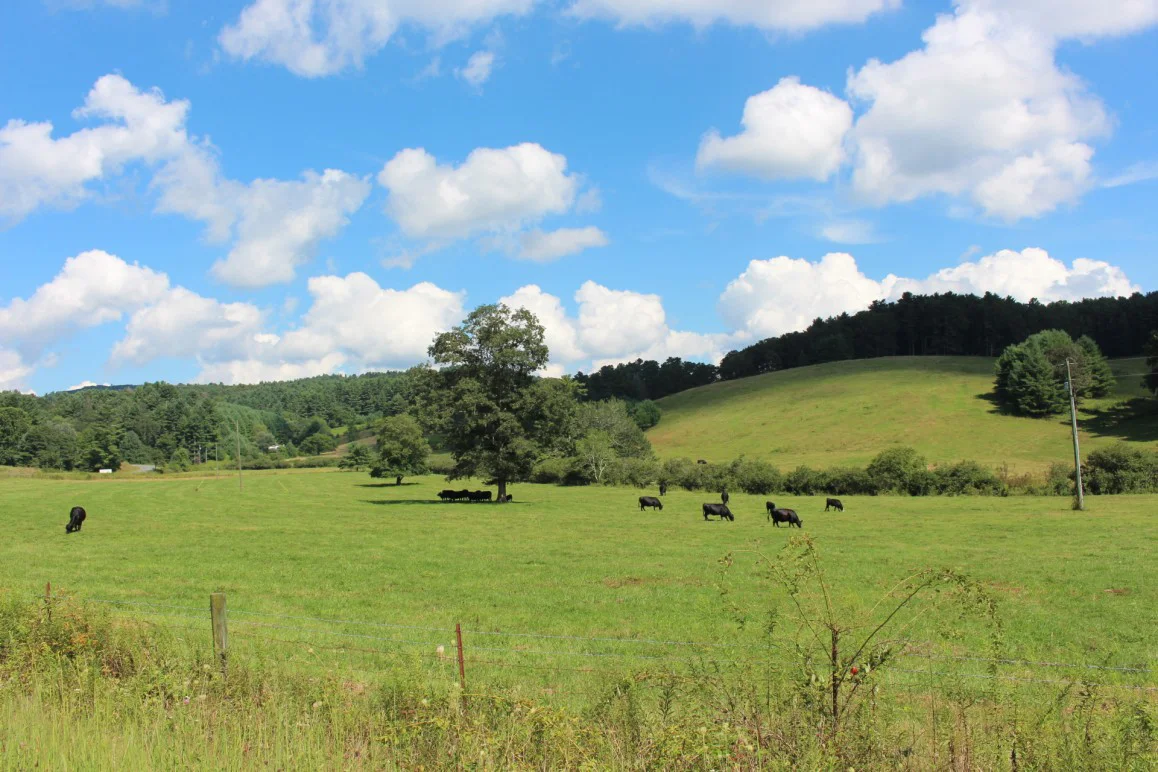 grazing with sky.jpg