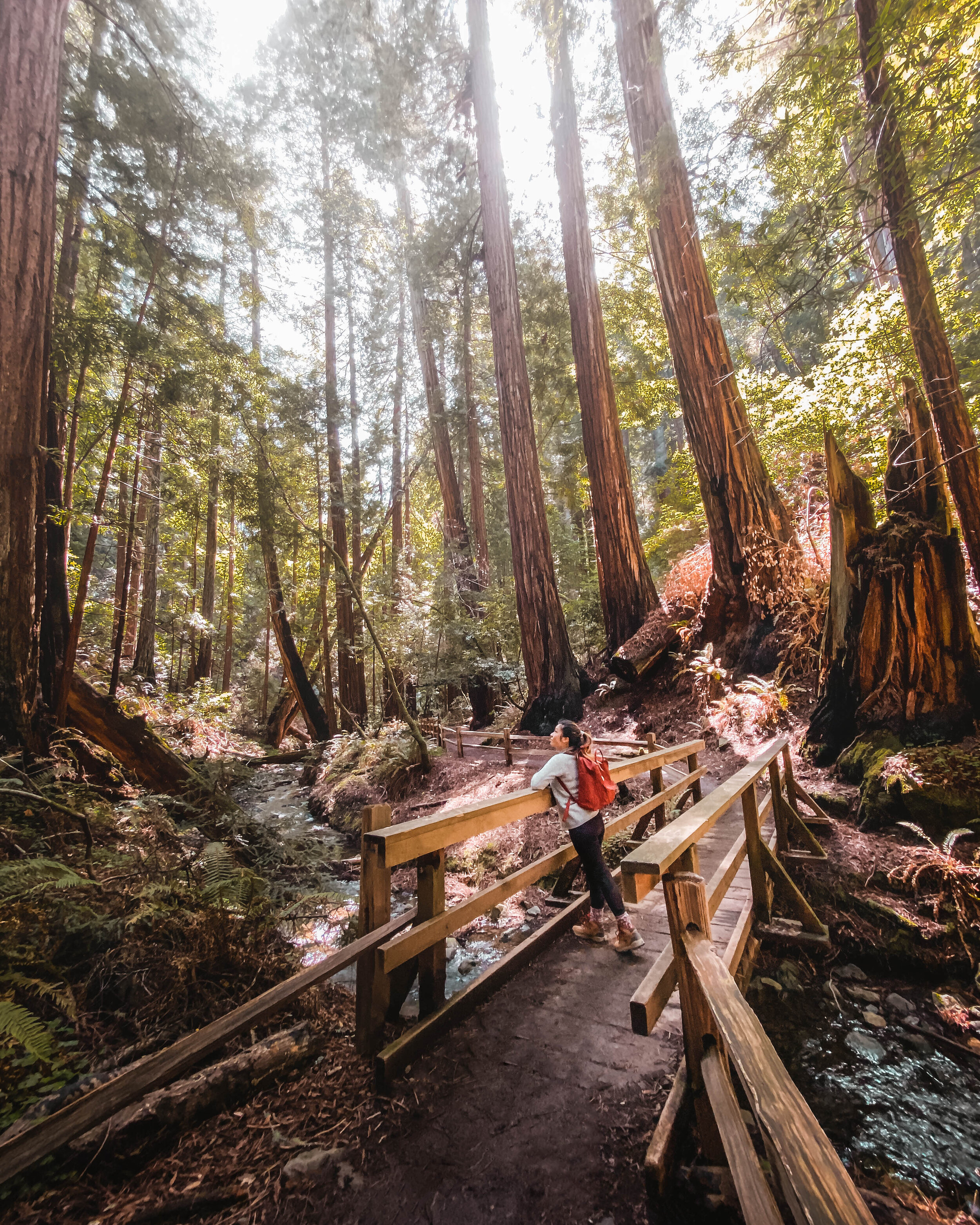 muir-woods.jpg