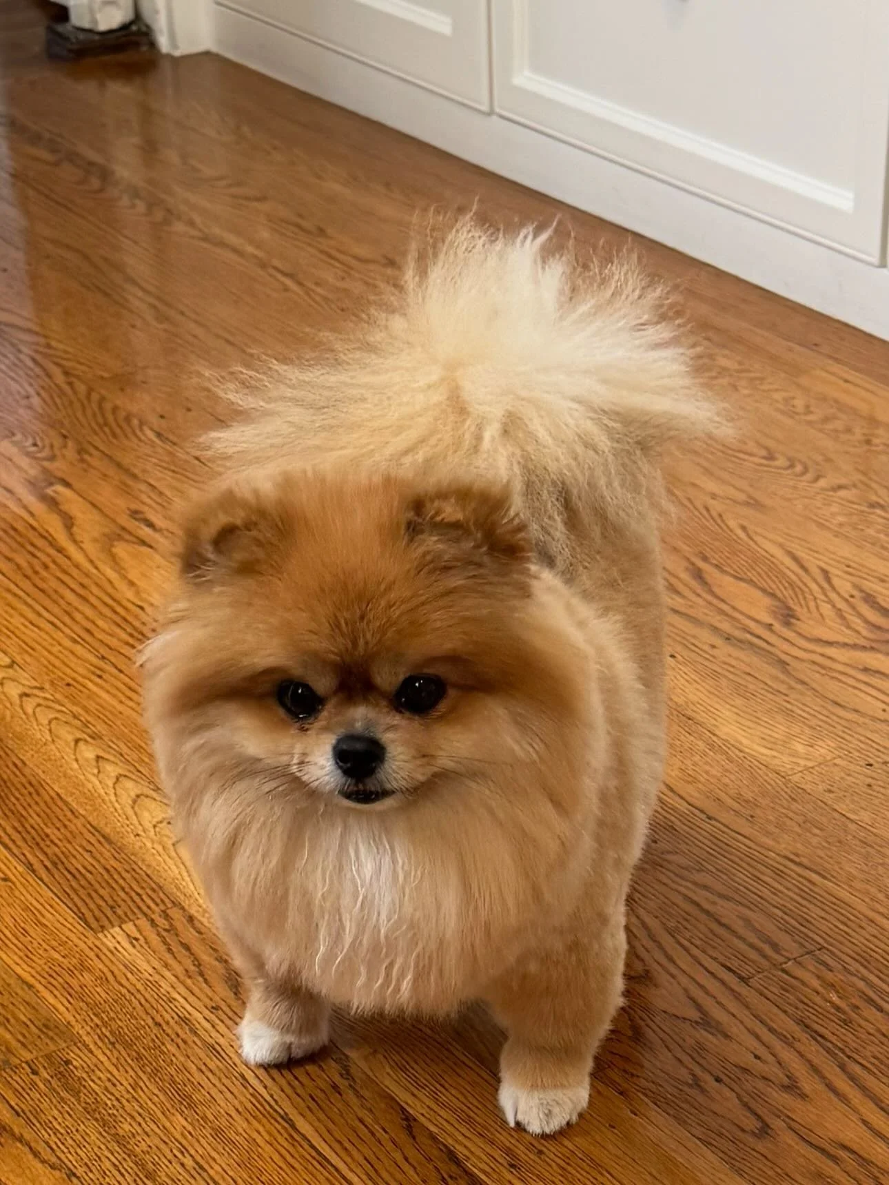 KCPR&rsquo;s mascot&rsquo;s 3rd birthday! We love you Tutu! 🩷🐶