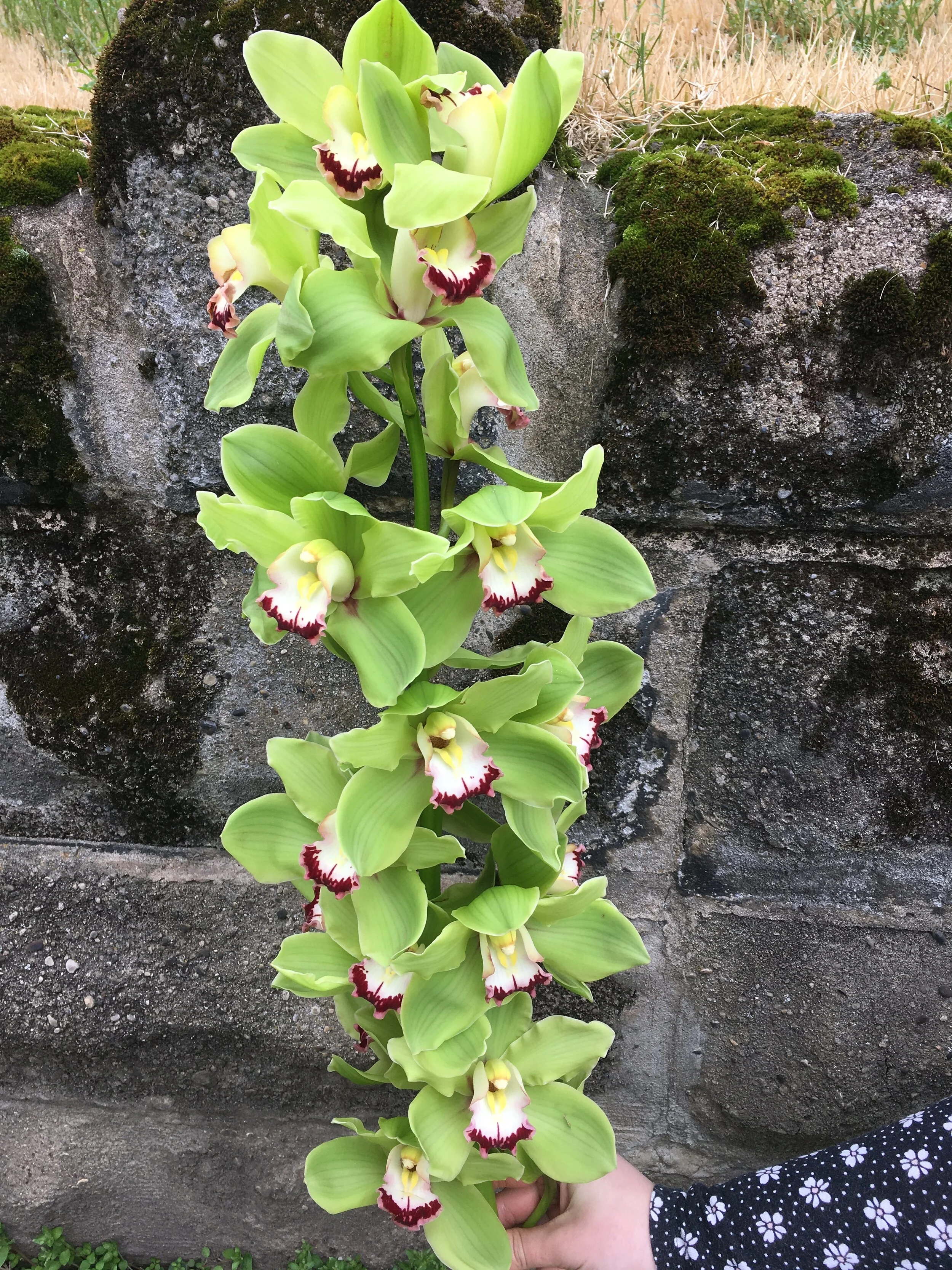 Cymbidium Orchids