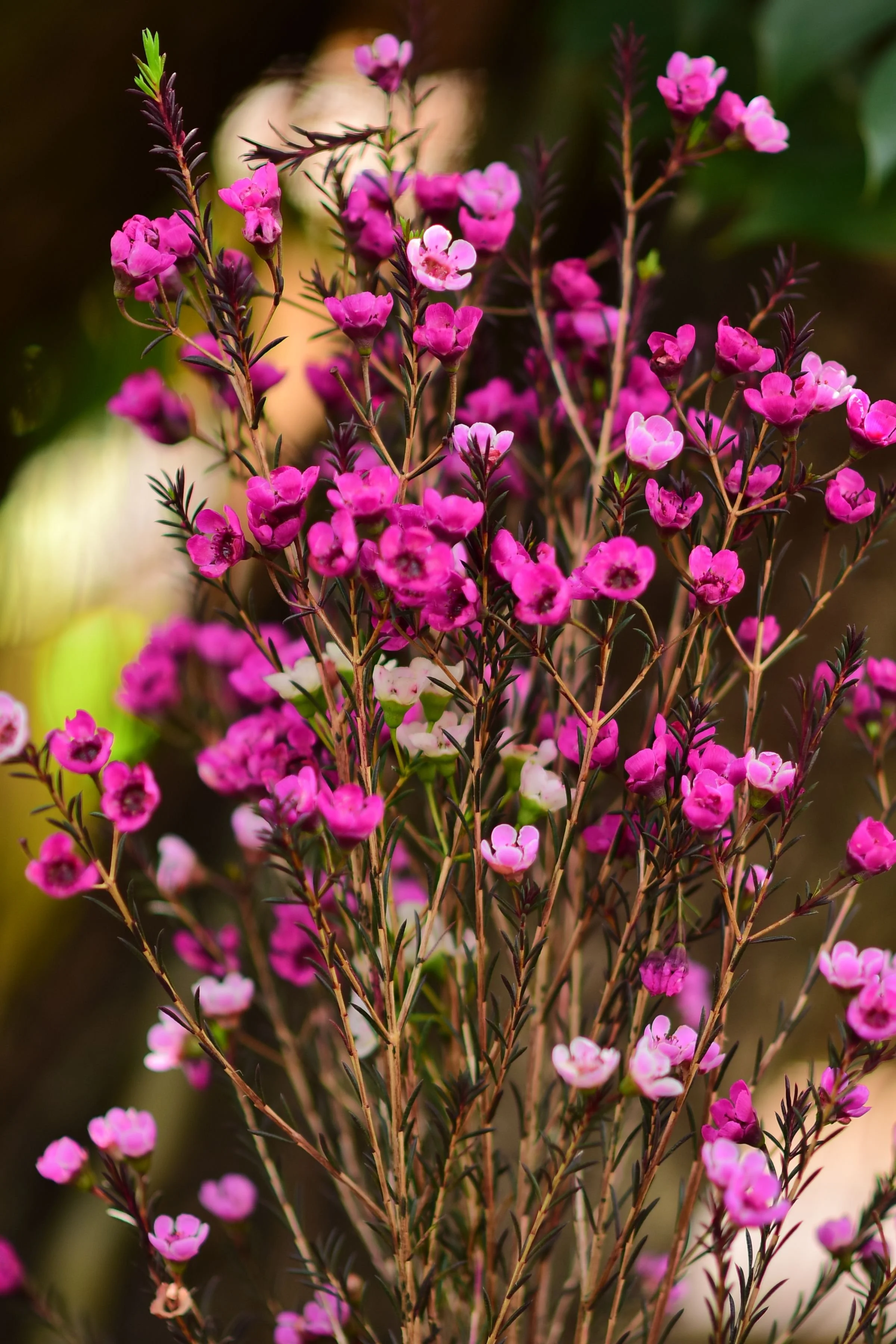 Wax Flower