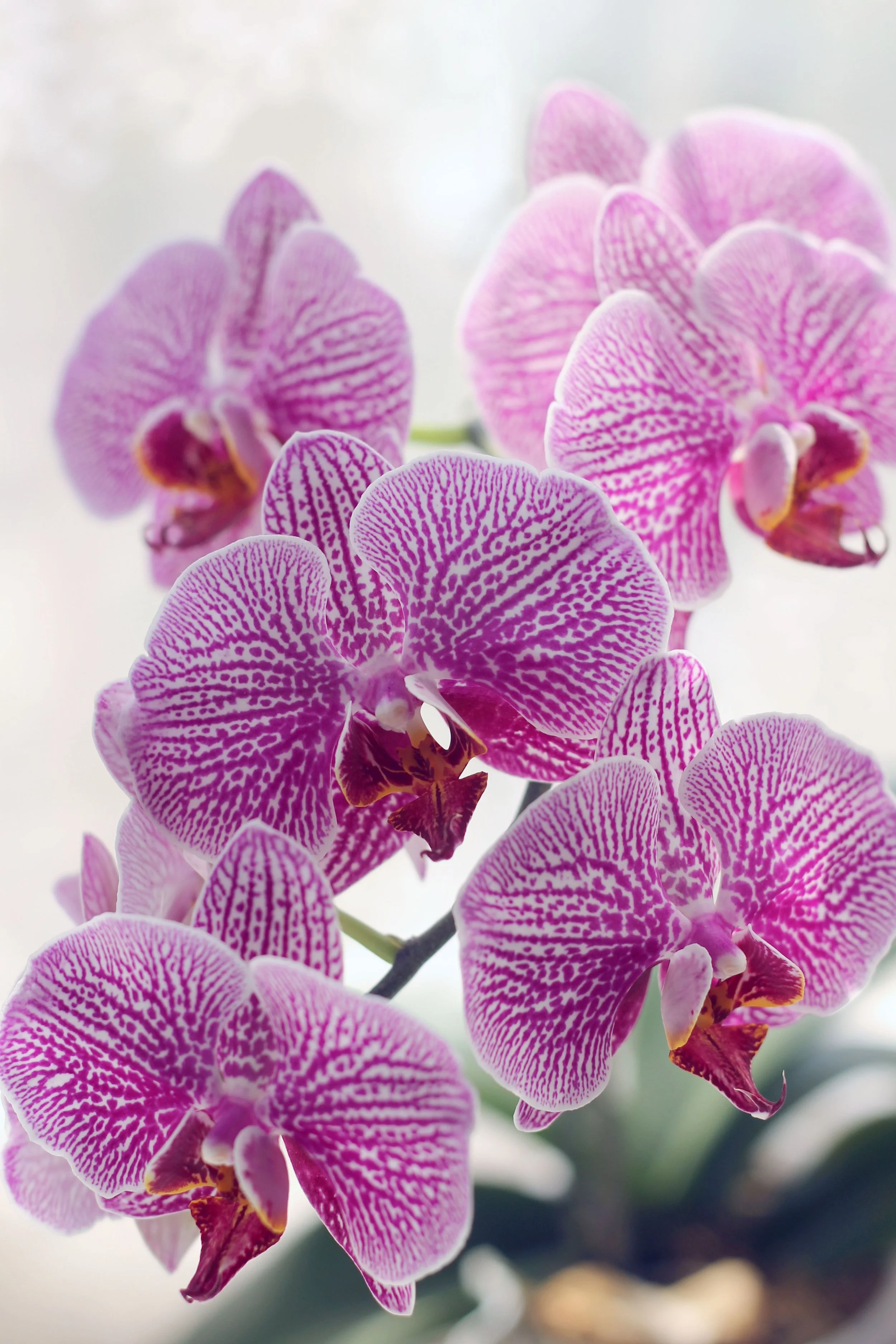 Orchid