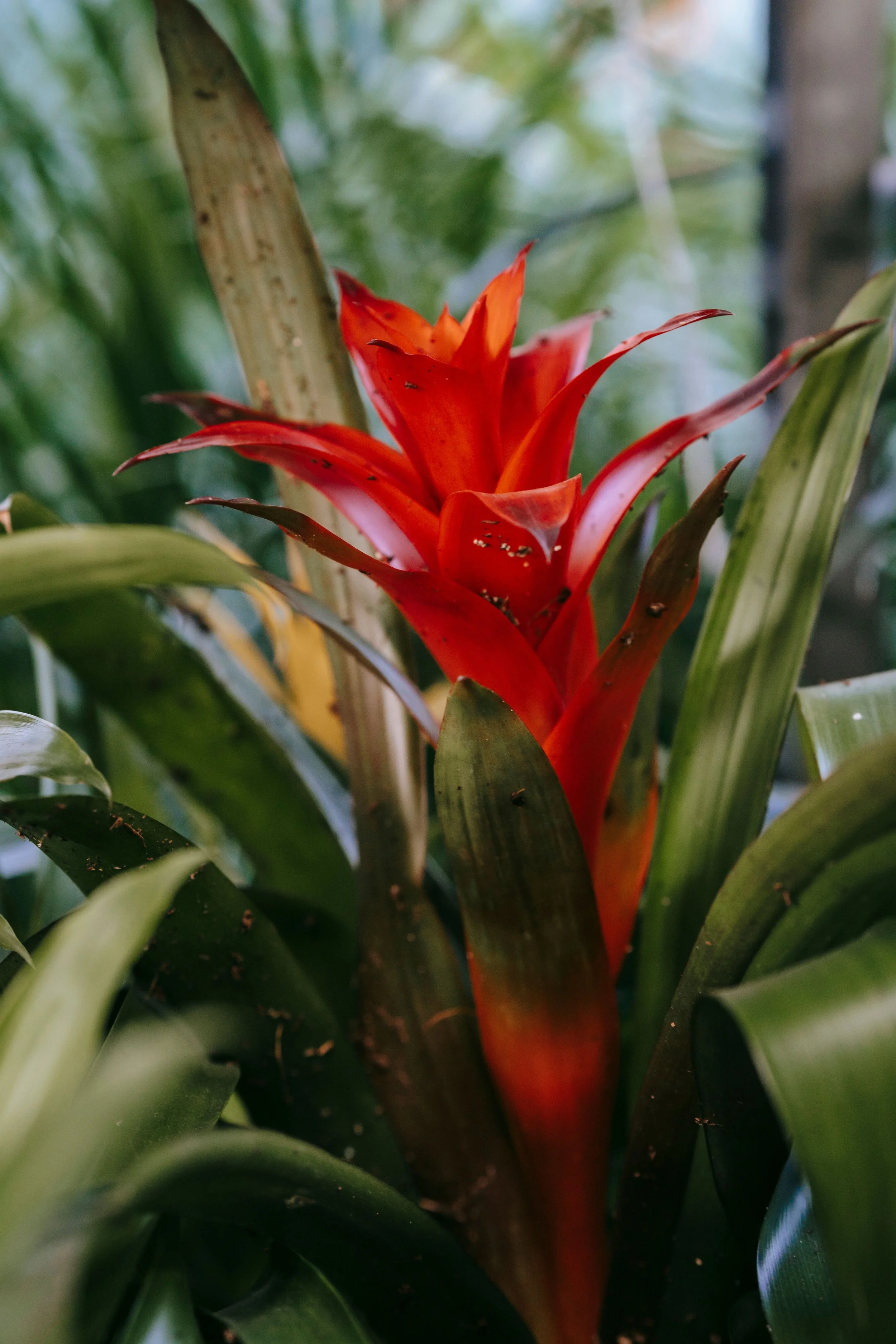 Bromeliad