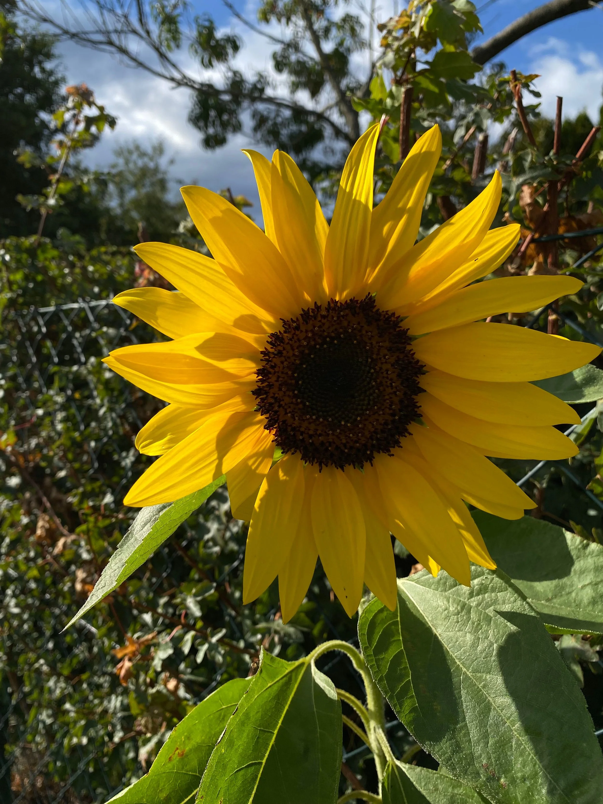 Sunflower