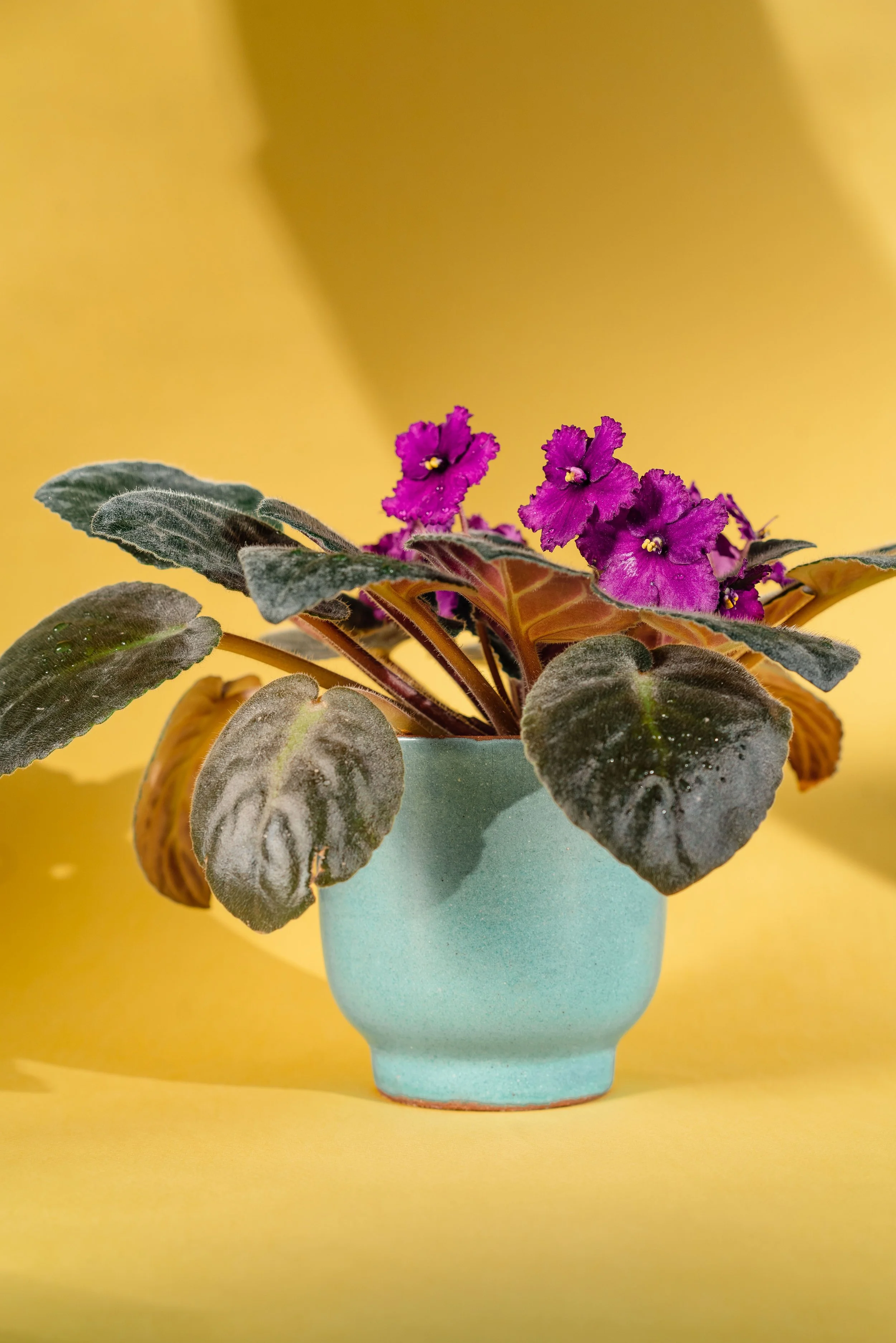 African Violet