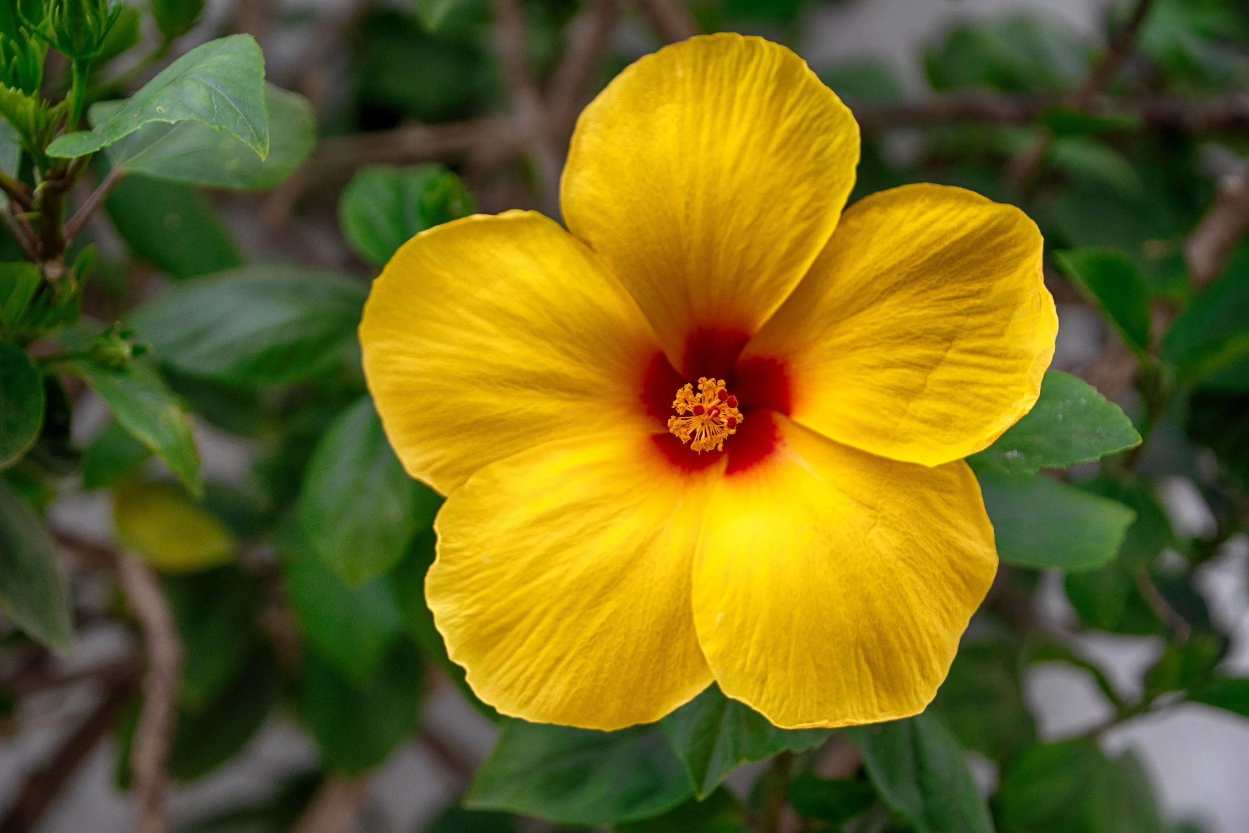 Hibiscus