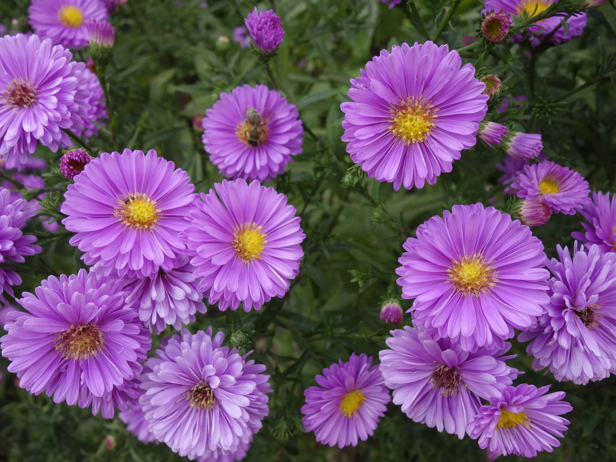 Aster
