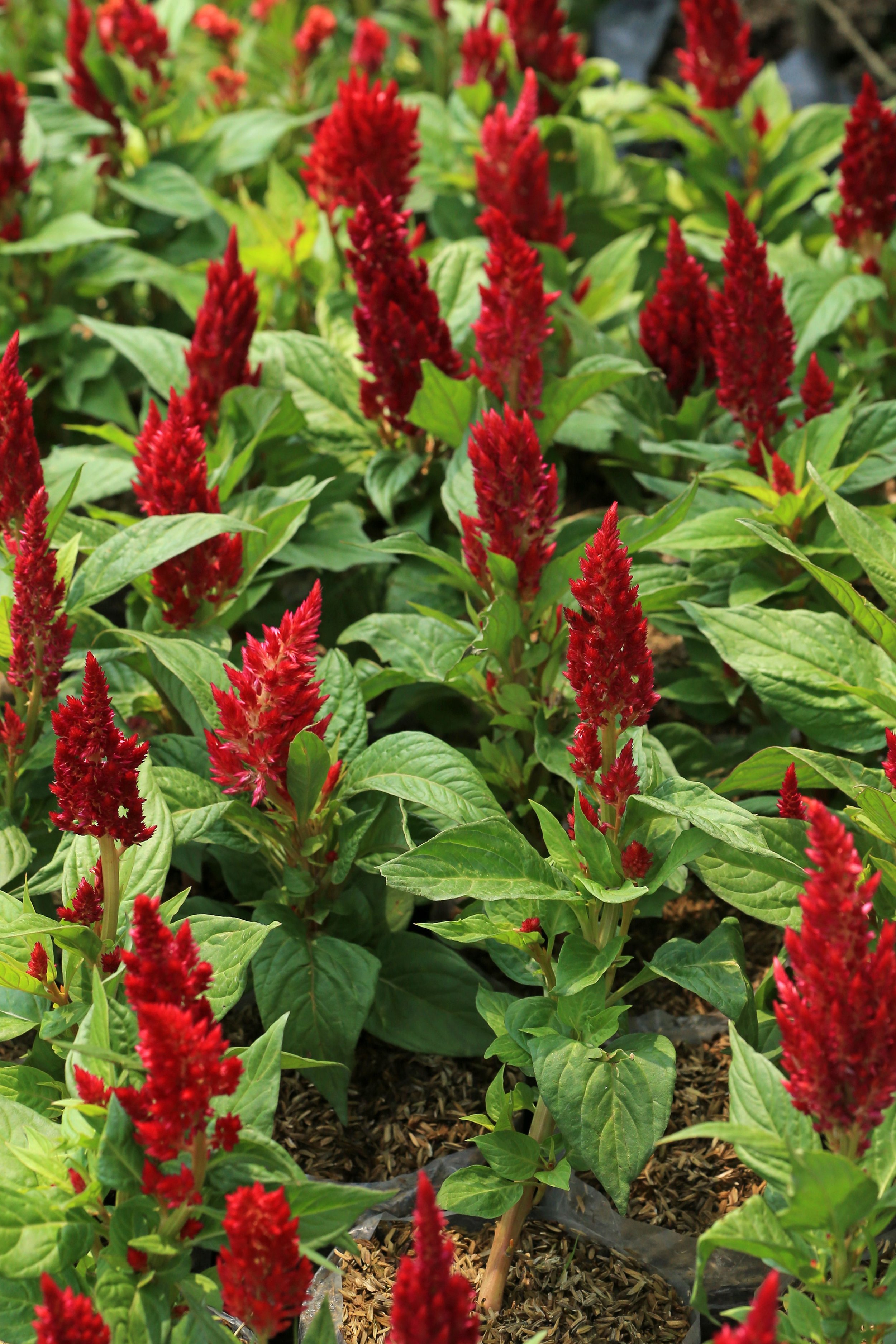 Celosia