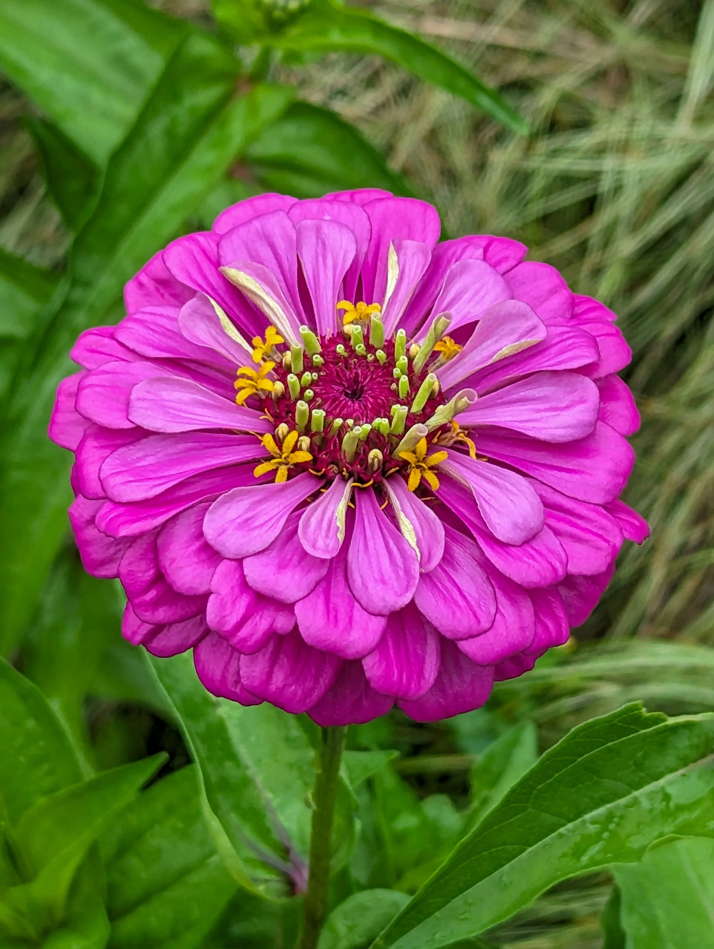 Zinnia
