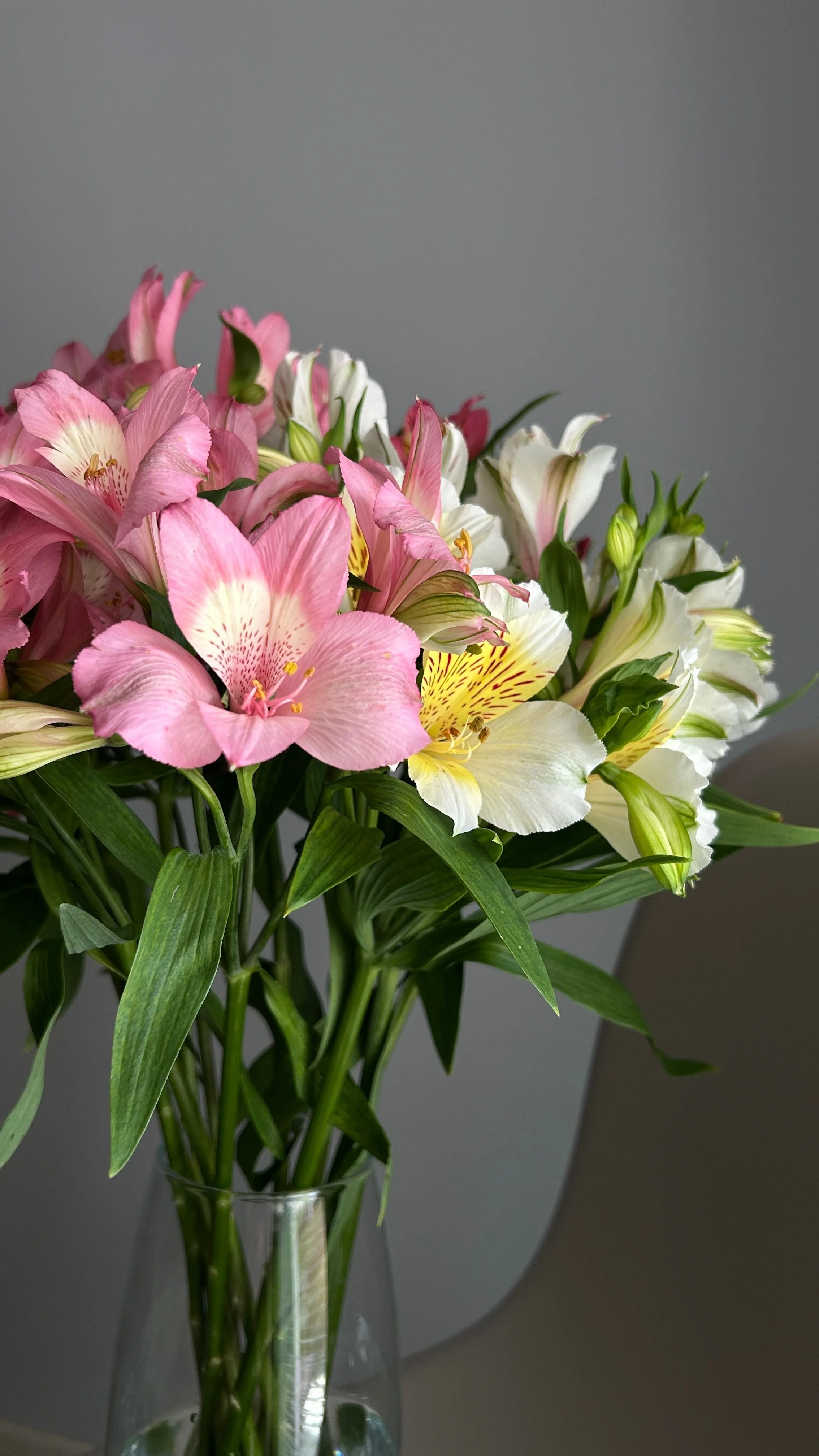 Alstroemeria