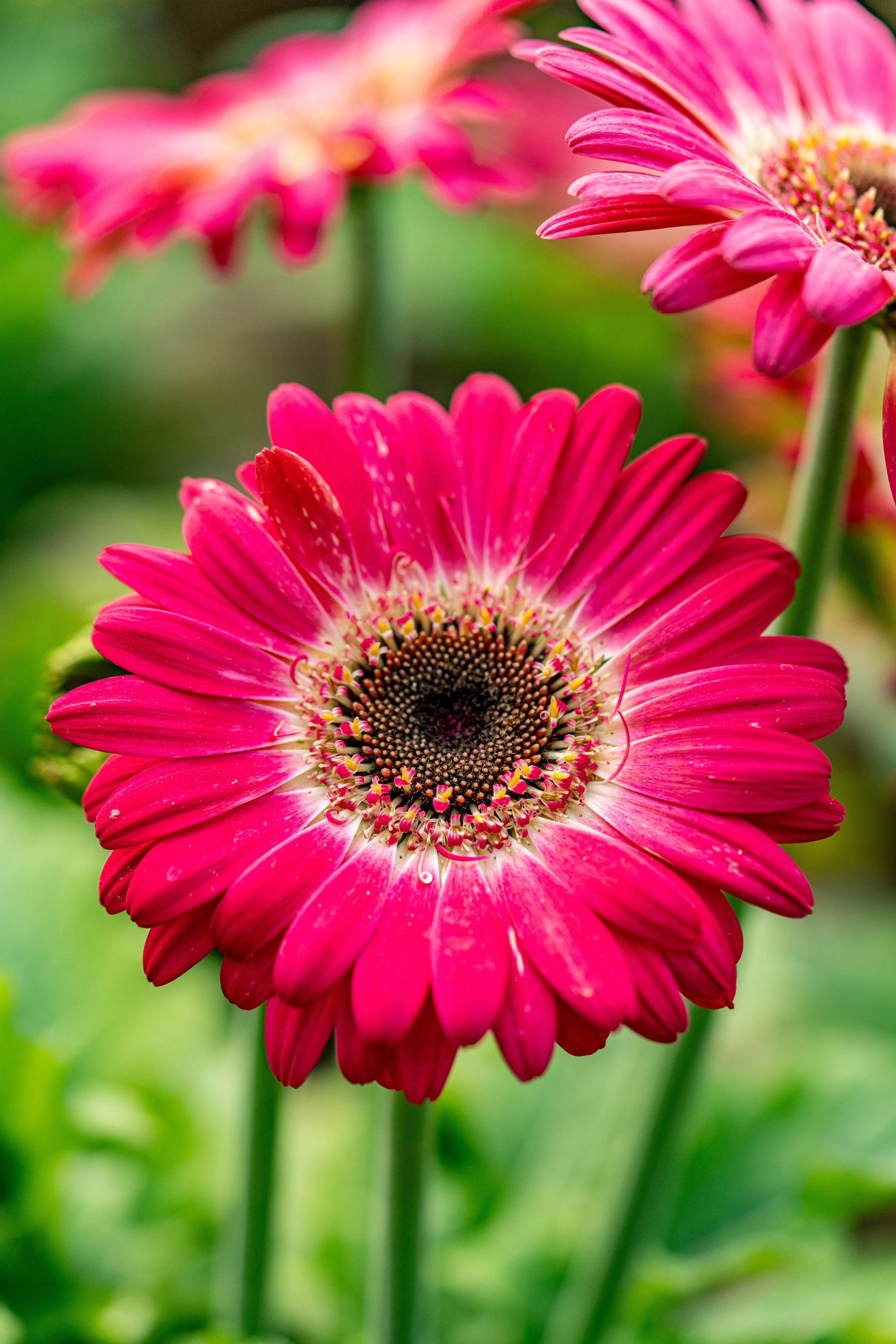 Gerbera Daisy