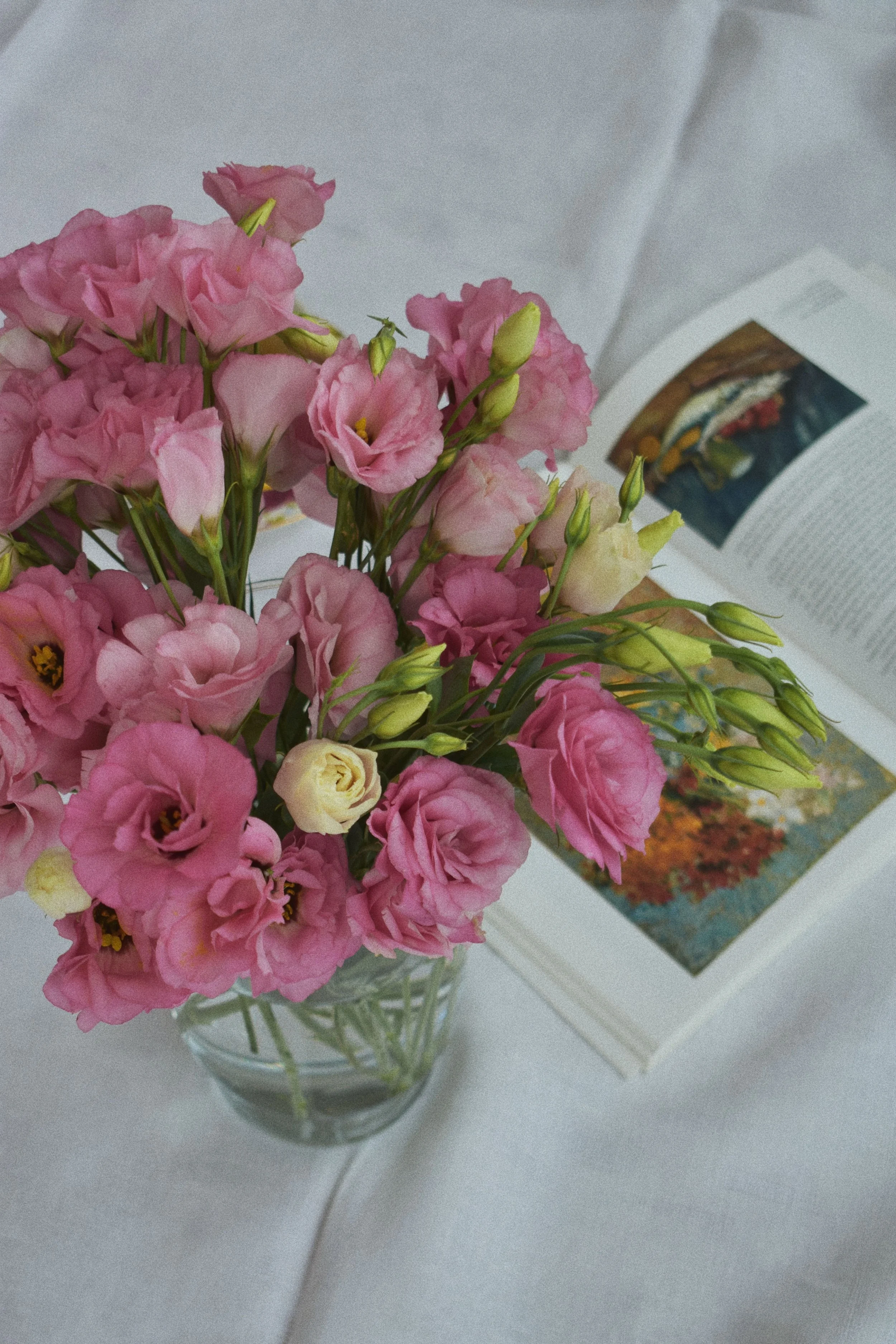 Lisianthus